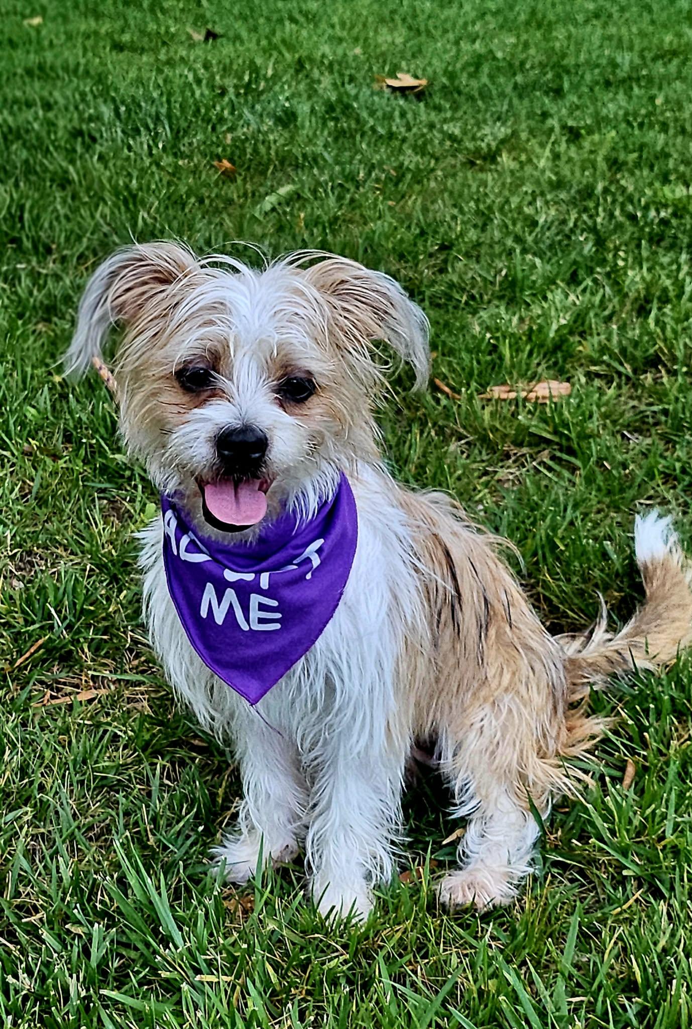 Sammie, a ADOPTABLE mixed breed in Monroe, NC image 5/5