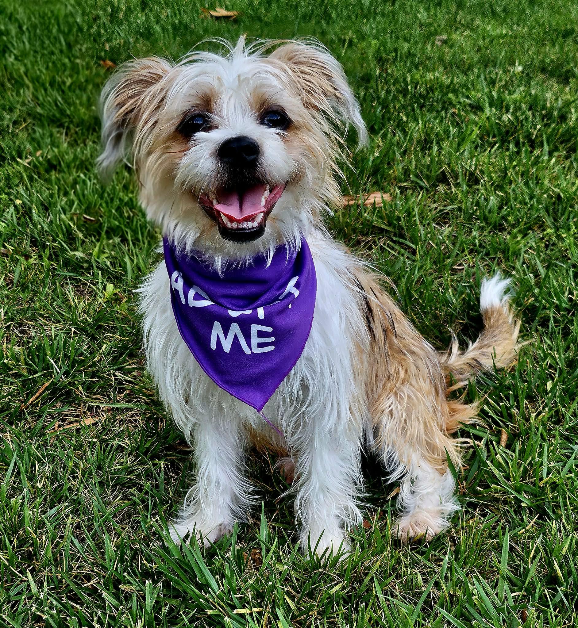 Sammie, a ADOPTABLE mixed breed in Monroe, NC image 1/5