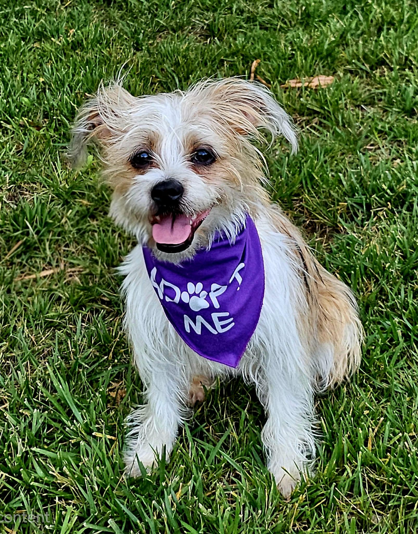 Sammie, a ADOPTABLE mixed breed in Monroe, NC image 4/5