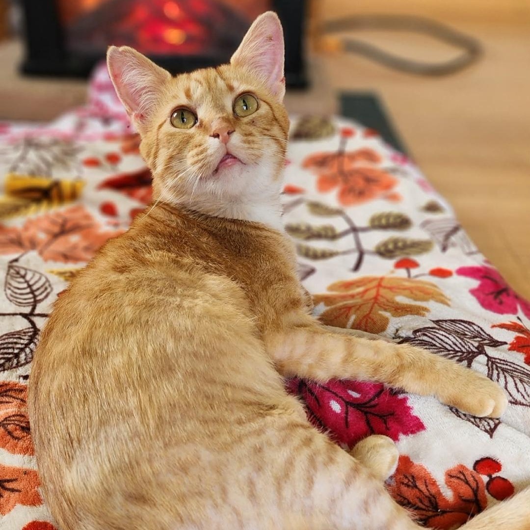 Eagle and Martha, an adopted Domestic Short Hair in Pardeeville, WI image 3/6