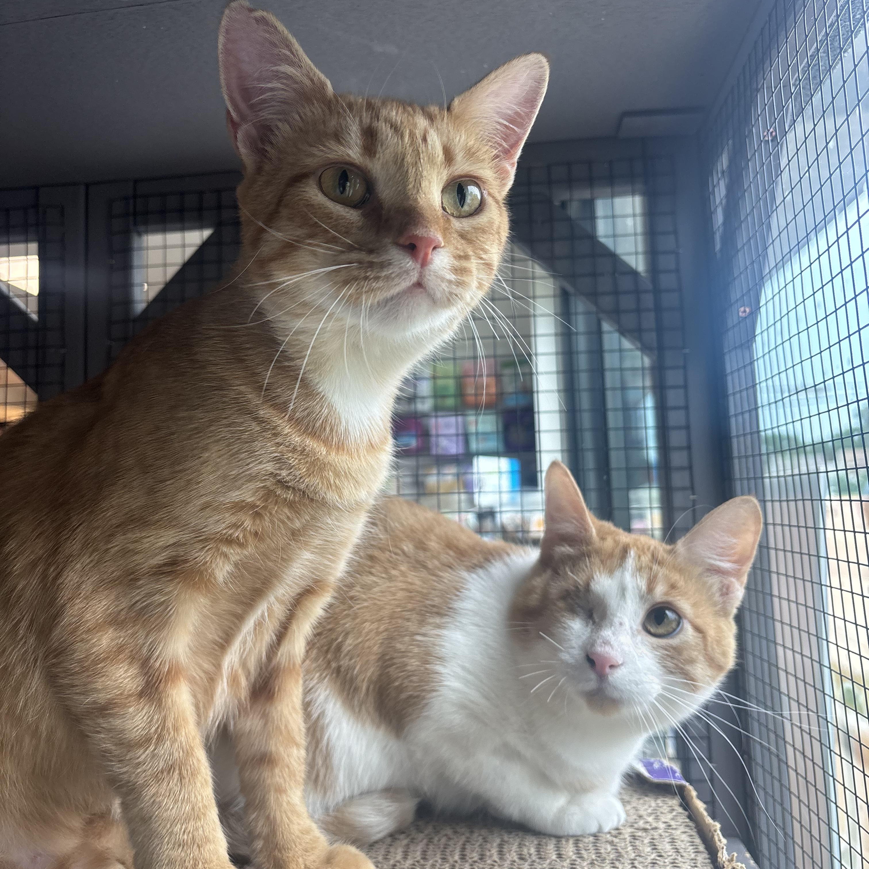 Eagle and Martha, an adopted Domestic Short Hair in Pardeeville, WI image 1/6