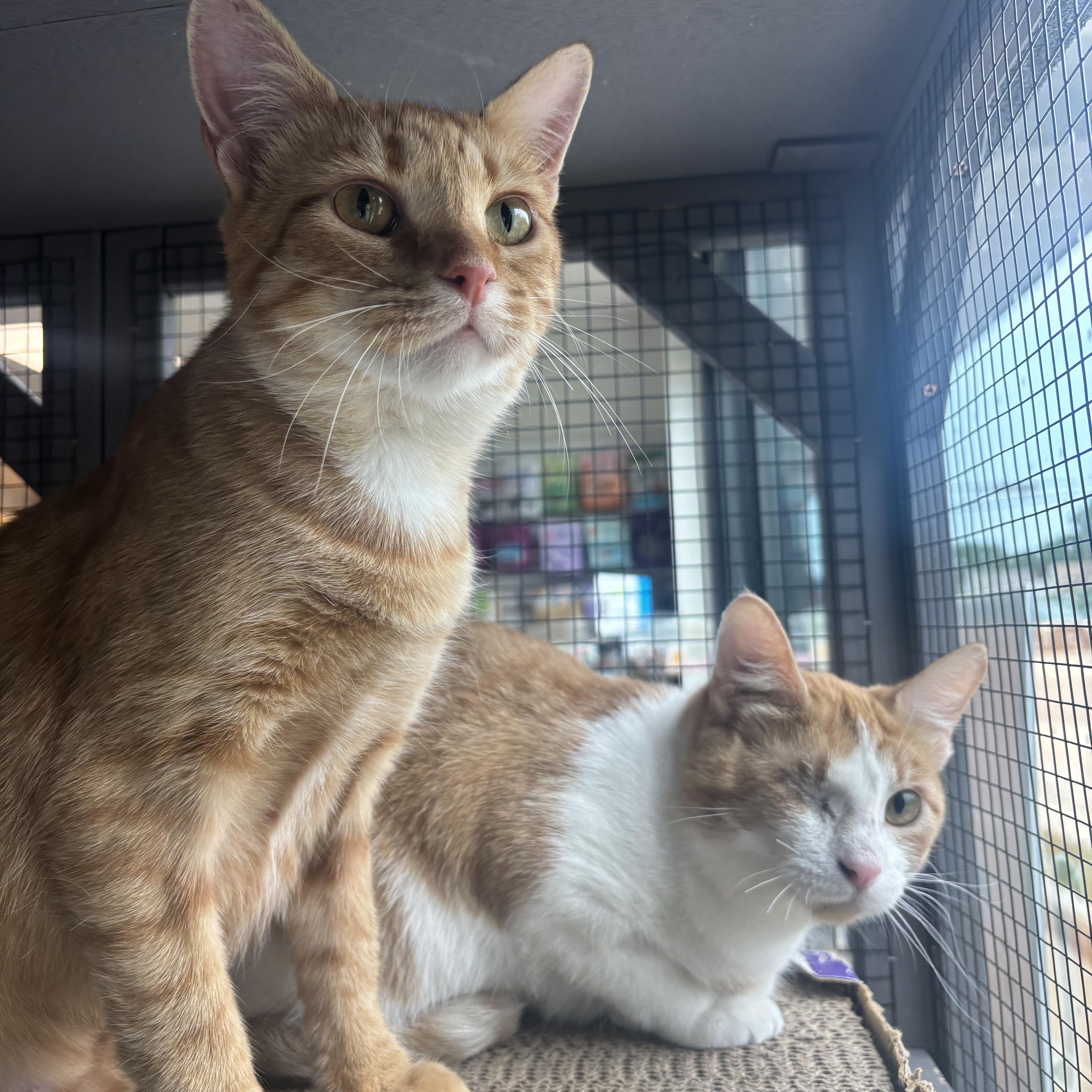 Eagle and Martha, an adopted Domestic Short Hair in Pardeeville, WI image 4/6