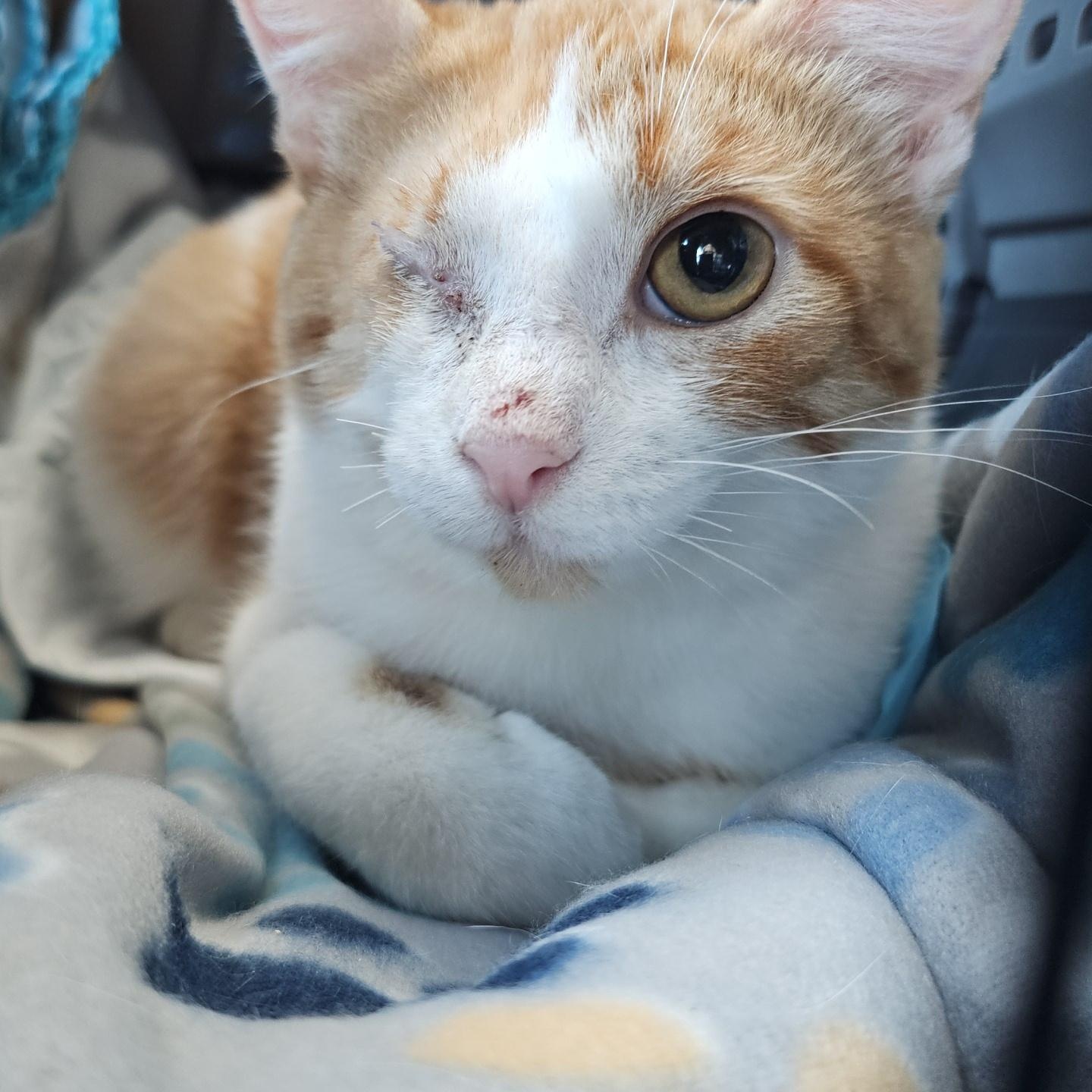 Eagle and Martha, an adopted Domestic Short Hair in Pardeeville, WI image 5/6
