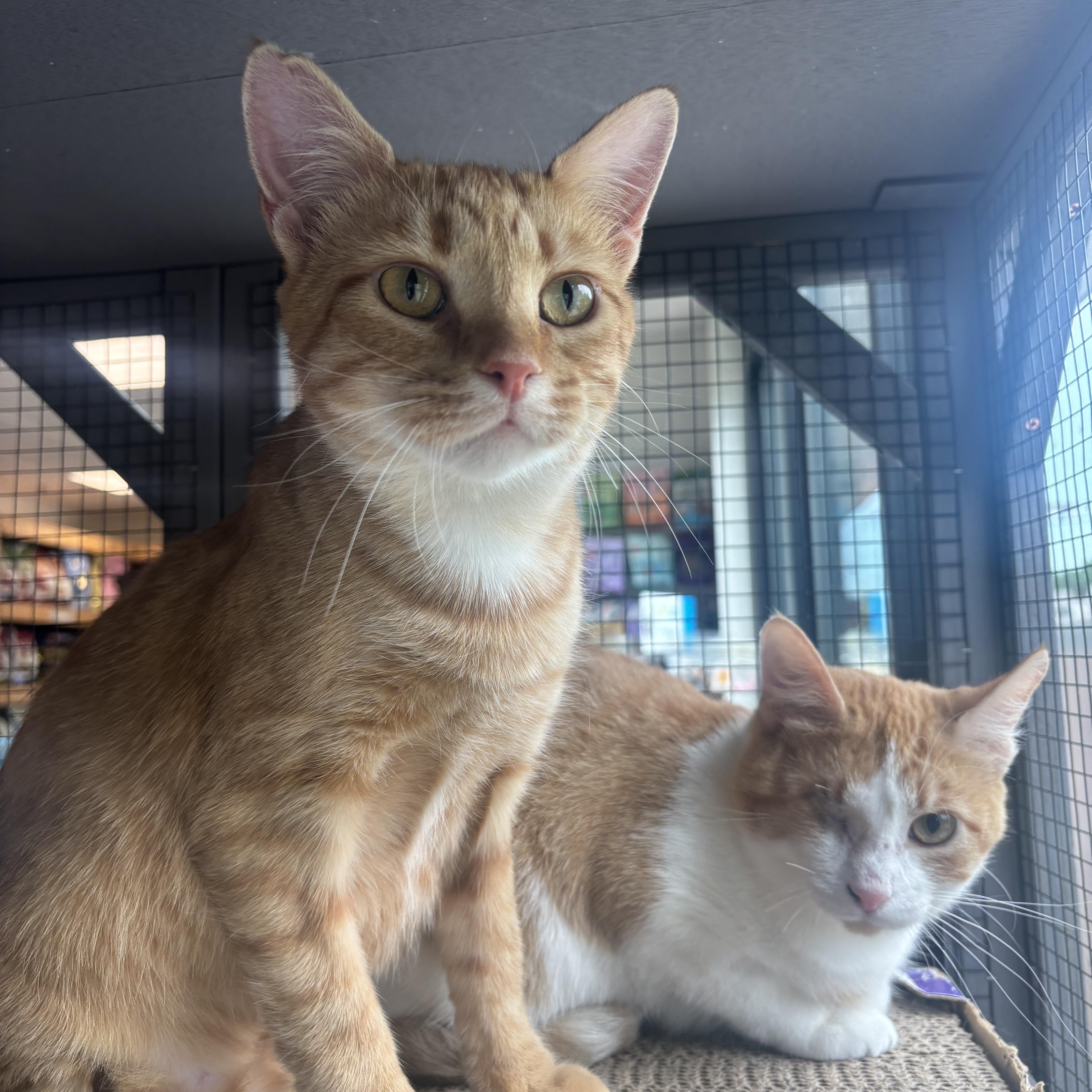 Eagle and Martha, an adopted Domestic Short Hair in Pardeeville, WI image 2/6