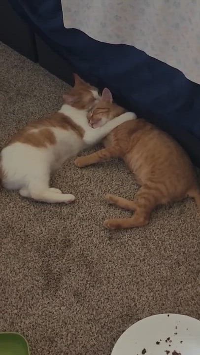 Enlarge Eagle and Martha, an adopted Domestic Short Hair in Pardeeville, WI video 6/6