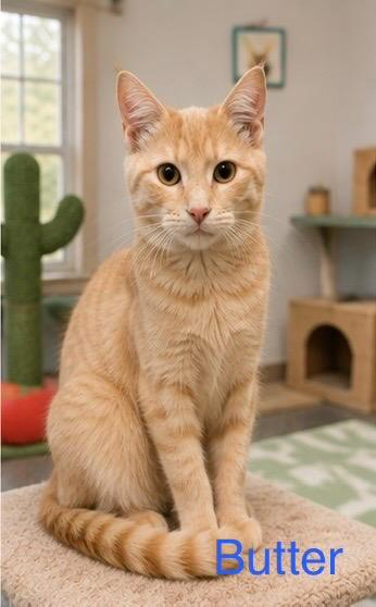Butter, Adoptable, Kitten Male Domestic Short Hair.
