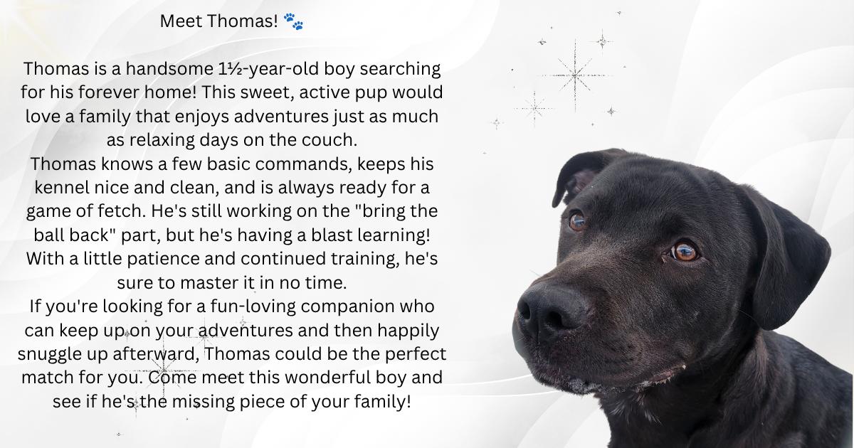 Enlarge Thomas, a ADOPTABLE mixed breed in Tama, IA image 1/1