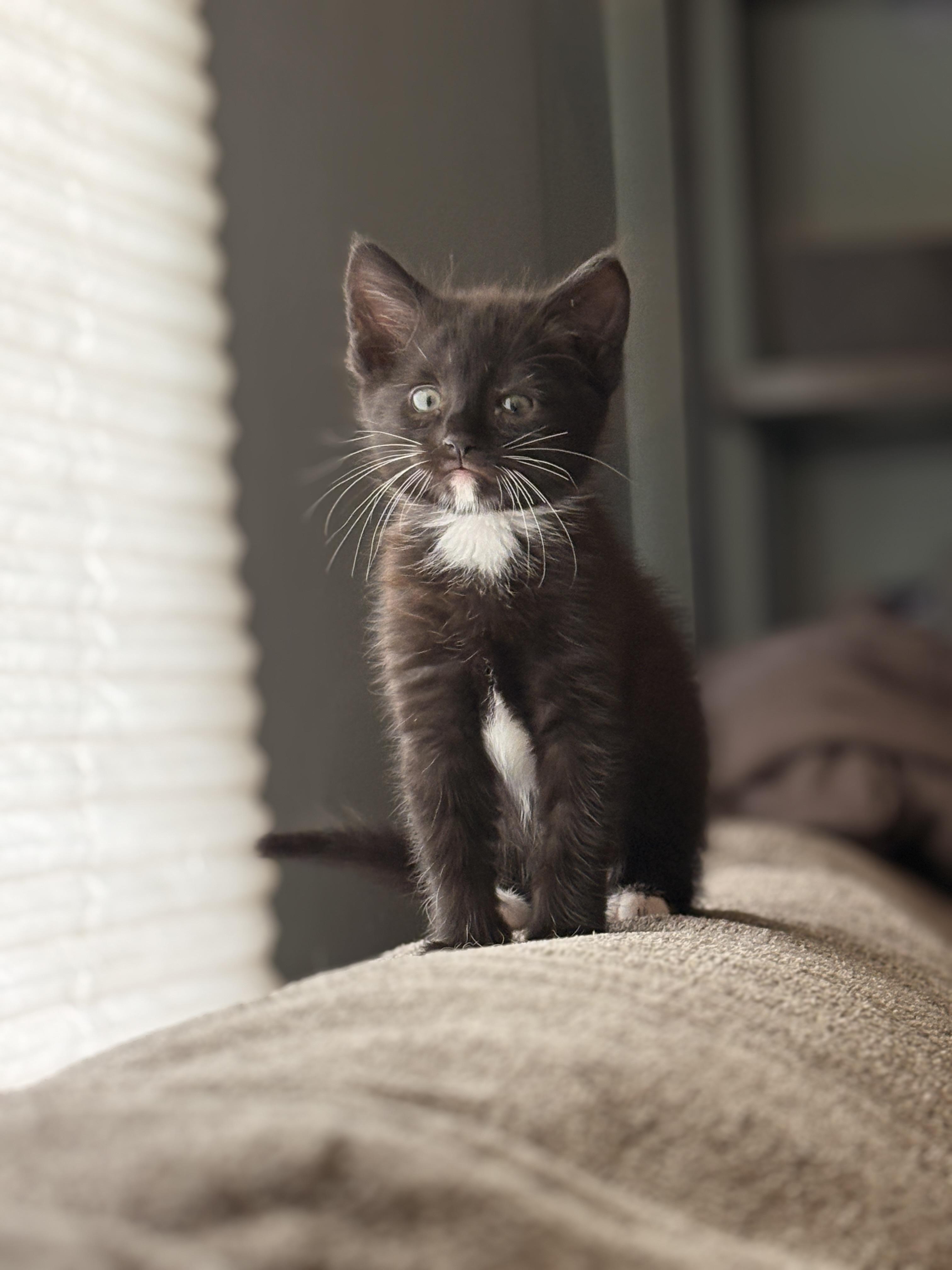Enlarge Bootsie, a ADOPTABLE Tuxedo in Mansfield, PA image 2/2