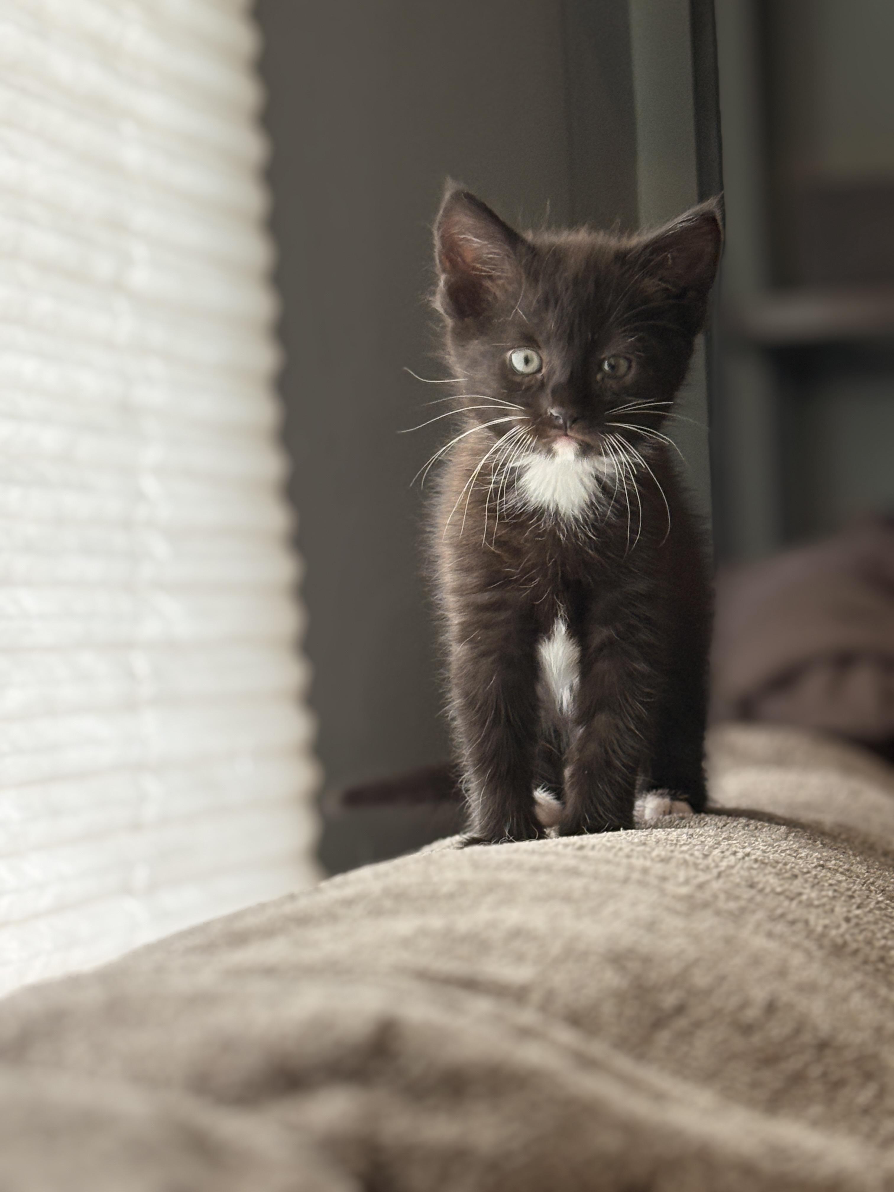 Bootsie, ADOPTABLE, Kitten Female Tuxedo.