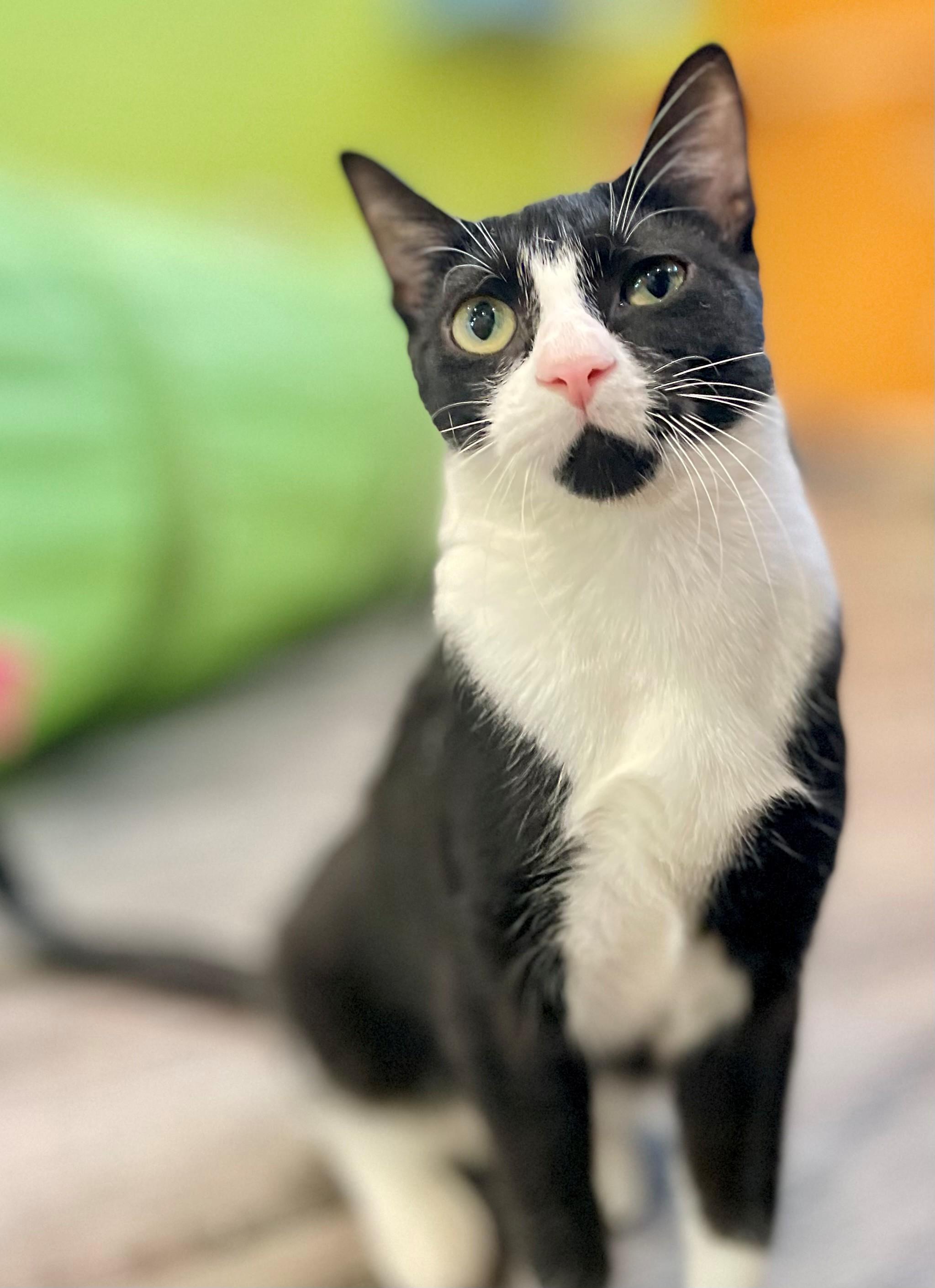 Enlarge Elm, an adoptable Domestic Short Hair in Hamilton, ON image 5/6