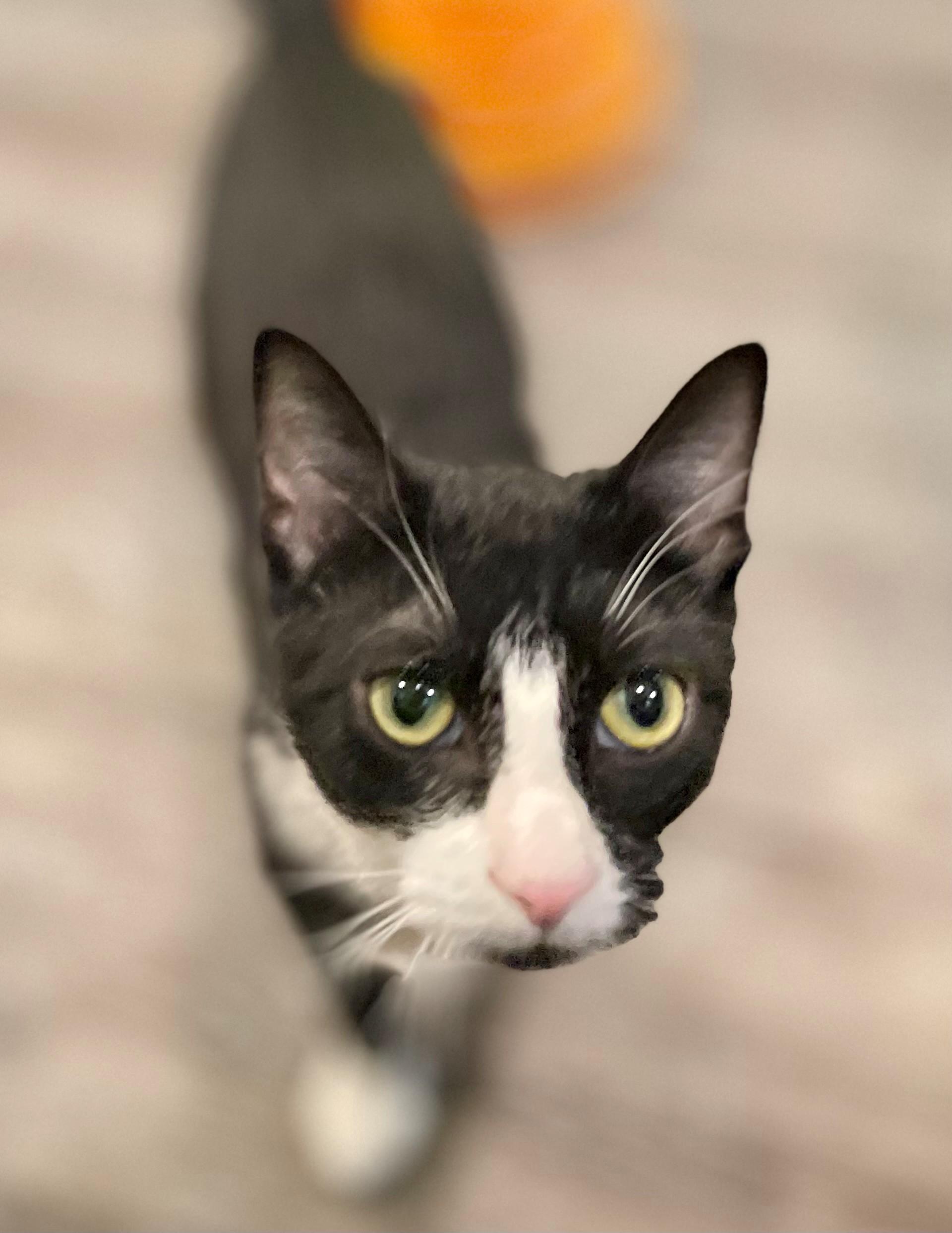 Enlarge Elm, an adoptable Domestic Short Hair in Hamilton, ON image 4/6