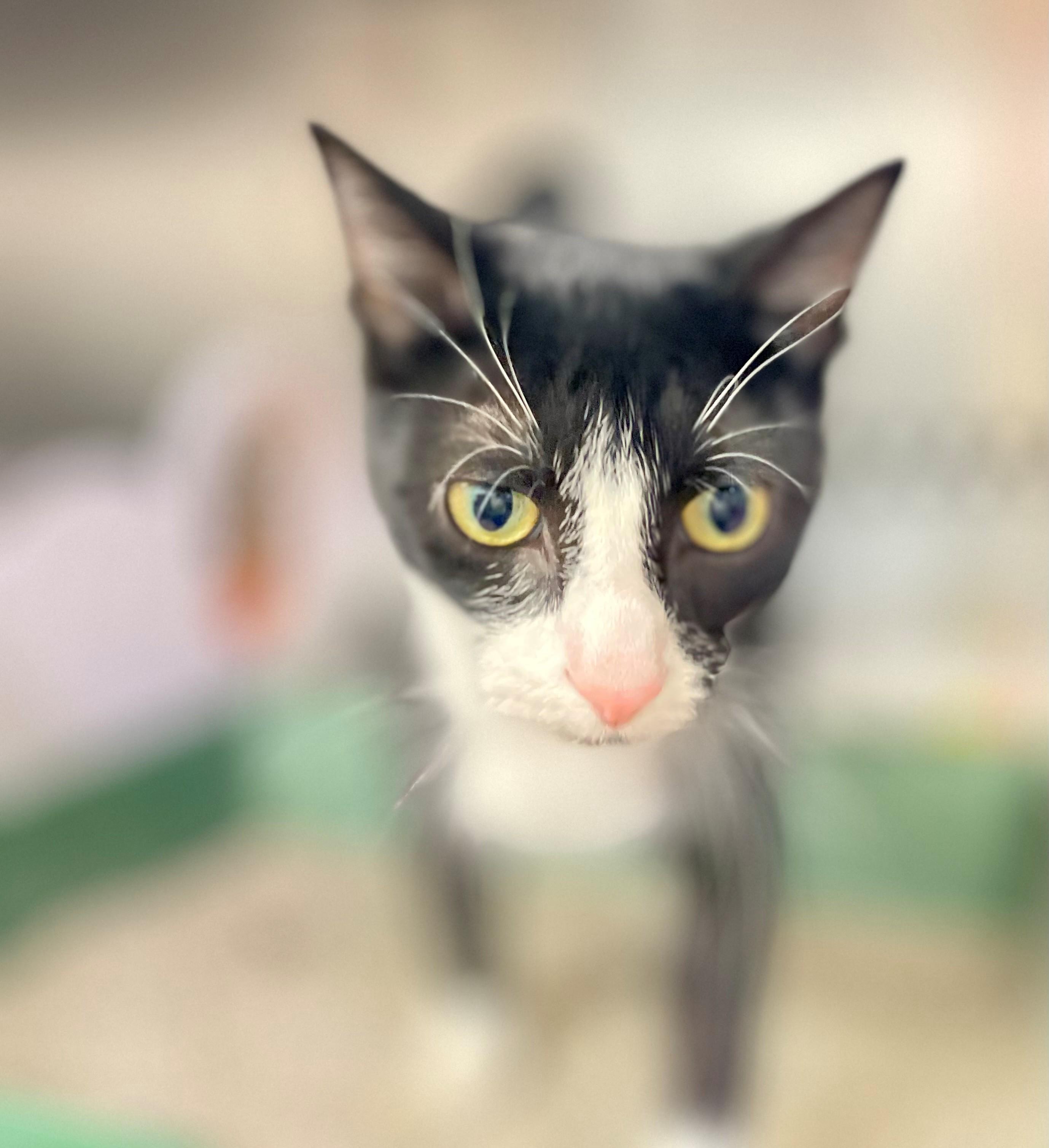 Enlarge Elm, an adoptable Domestic Short Hair in Hamilton, ON image 2/6