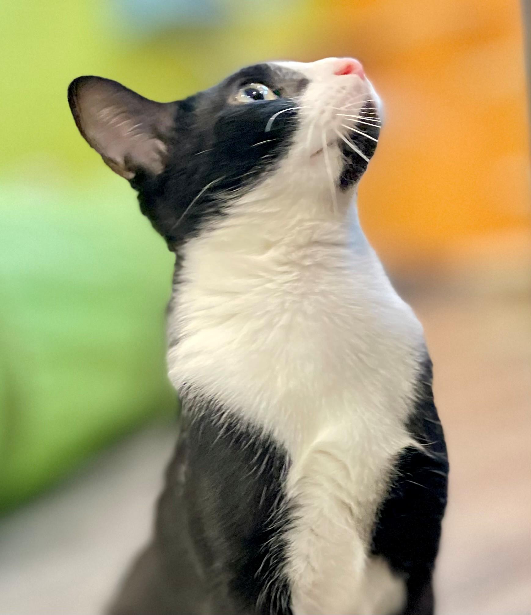 Enlarge Elm, an adoptable Domestic Short Hair in Hamilton, ON image 3/6