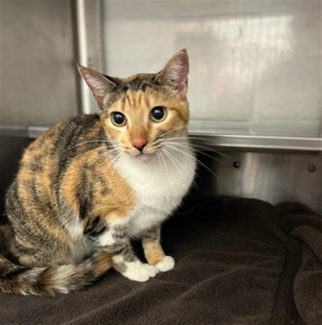 OCEAN, Adoptable, Young Female Domestic Short Hair.