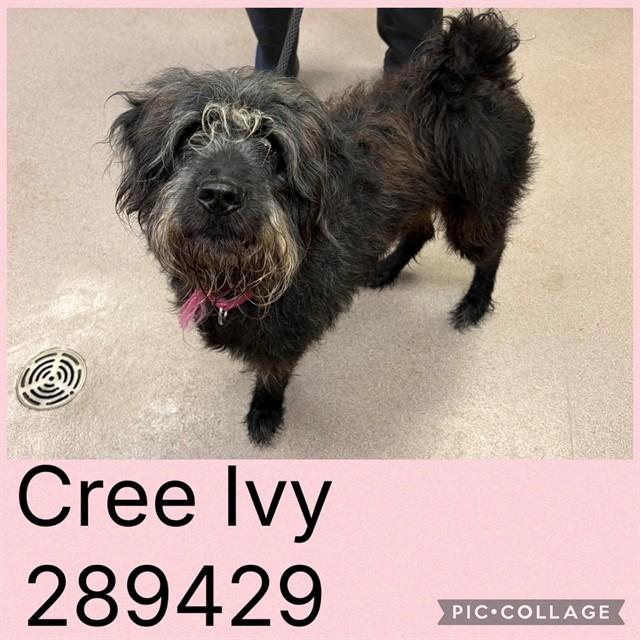 CREE IVY, Adoptable, Young Female Mixed Breed.