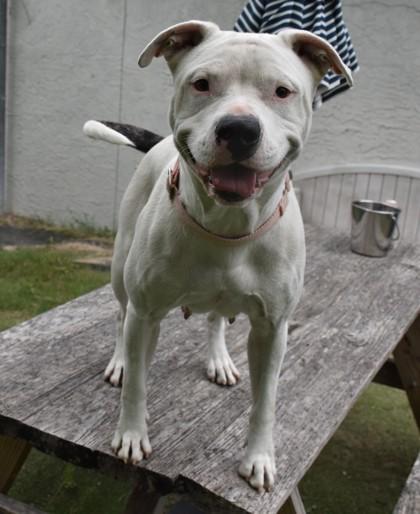 Enlarge Perla, an adopted mixed breed in Inverness, FL image 2/2