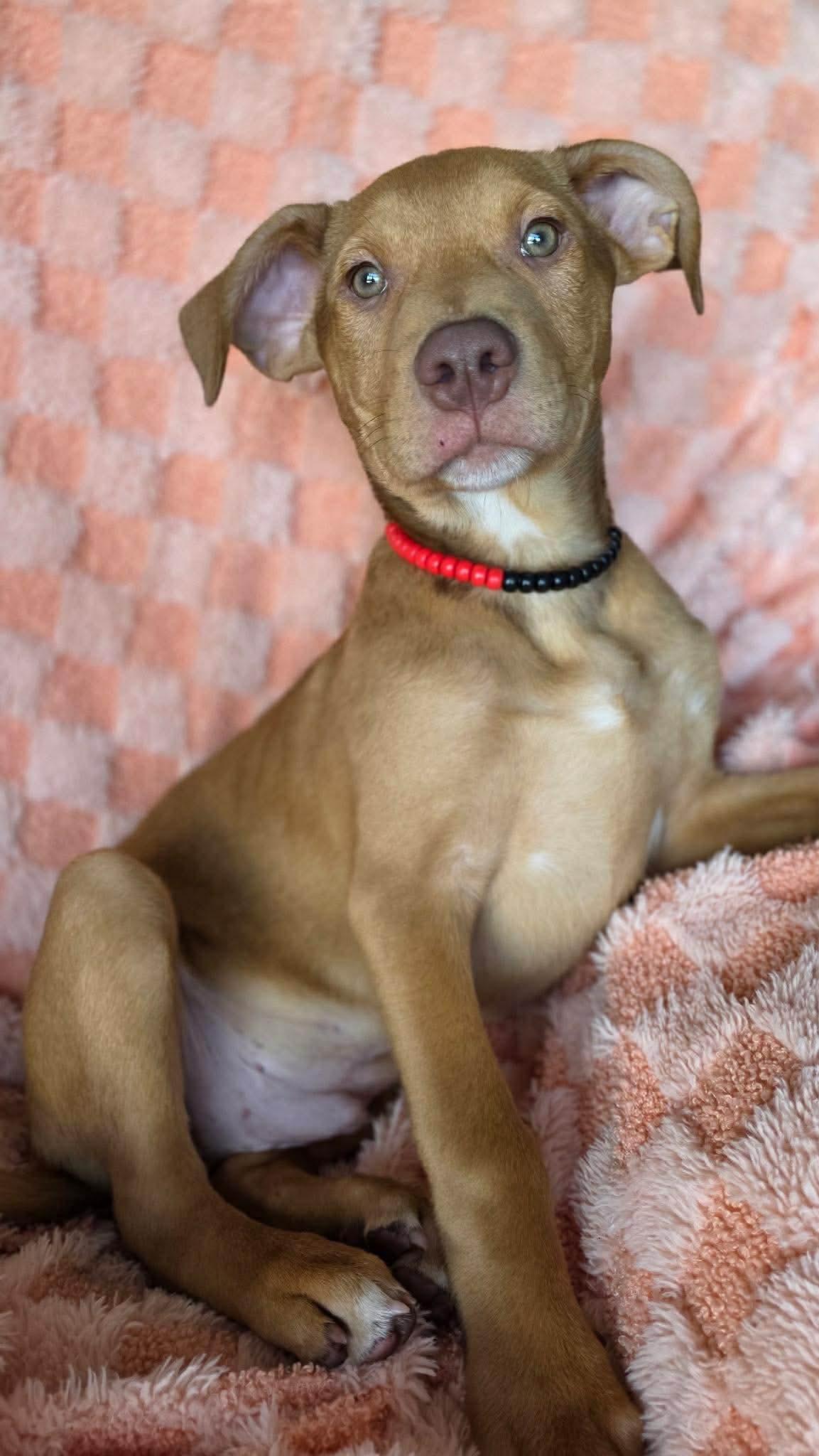 Joey, Adoptable, Young Male Pit Bull Terrier.