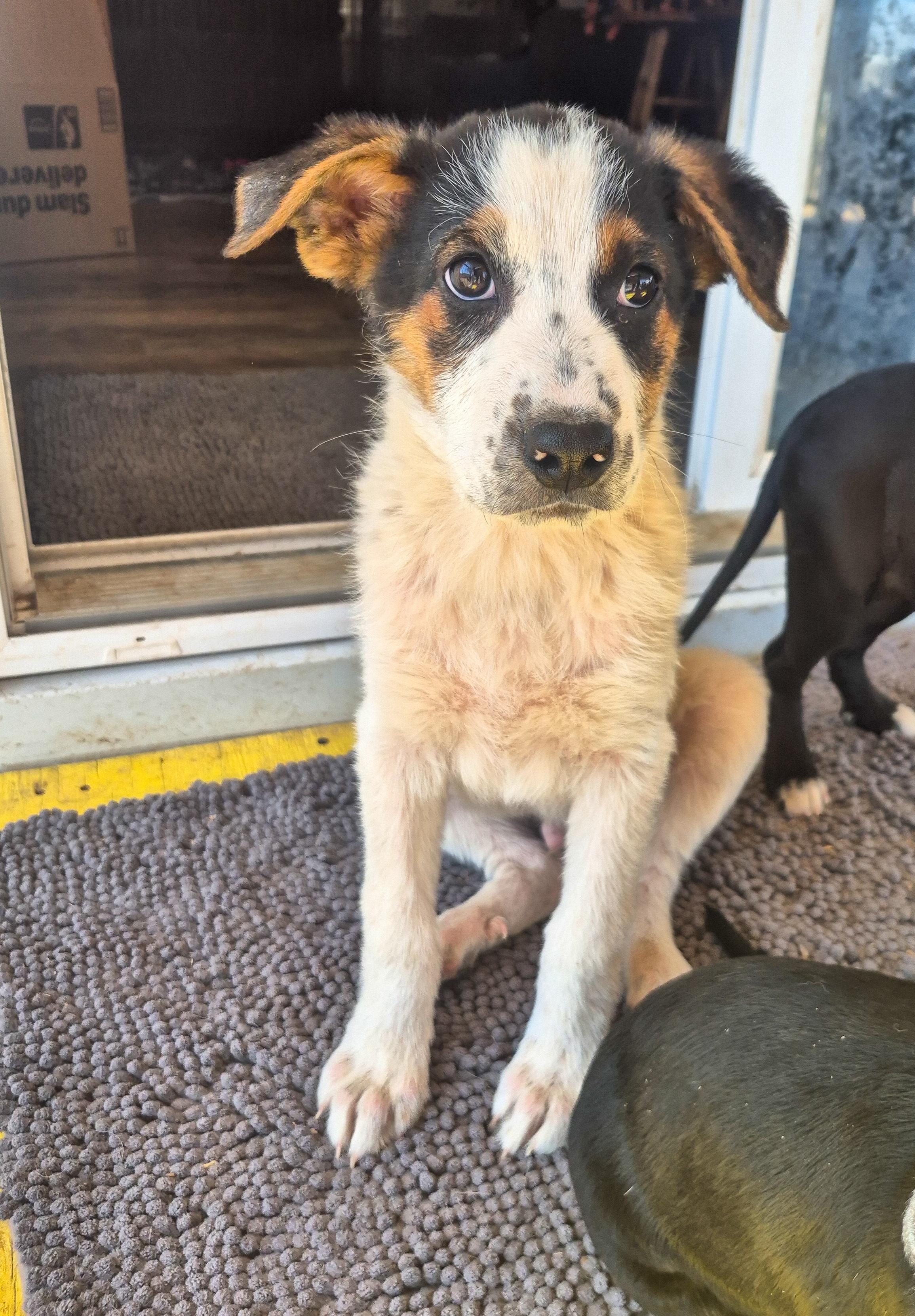 Enlarge Kris, an adopted mixed breed in Canyon, TX image 1/2