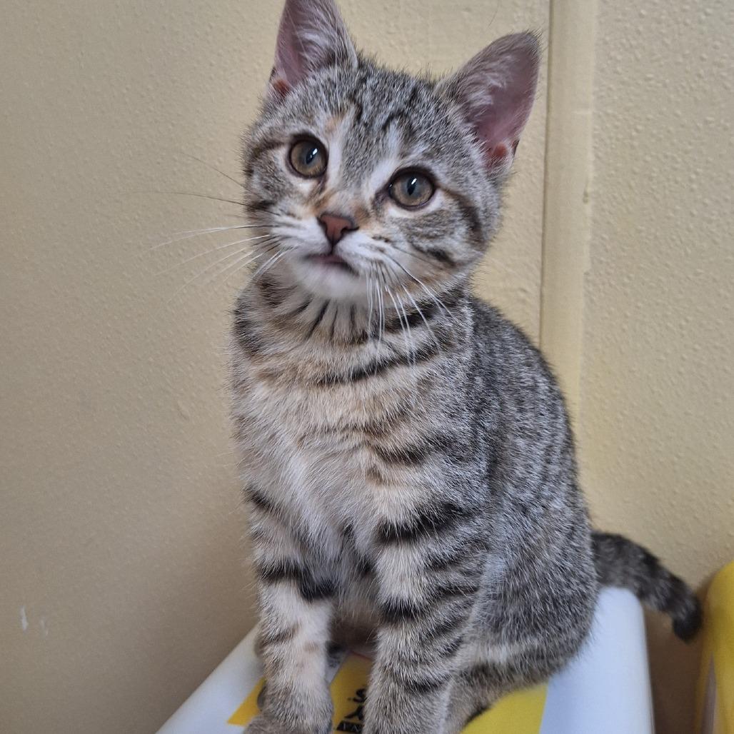 Piccolo, Adoptable, Kitten Female Domestic Short Hair.