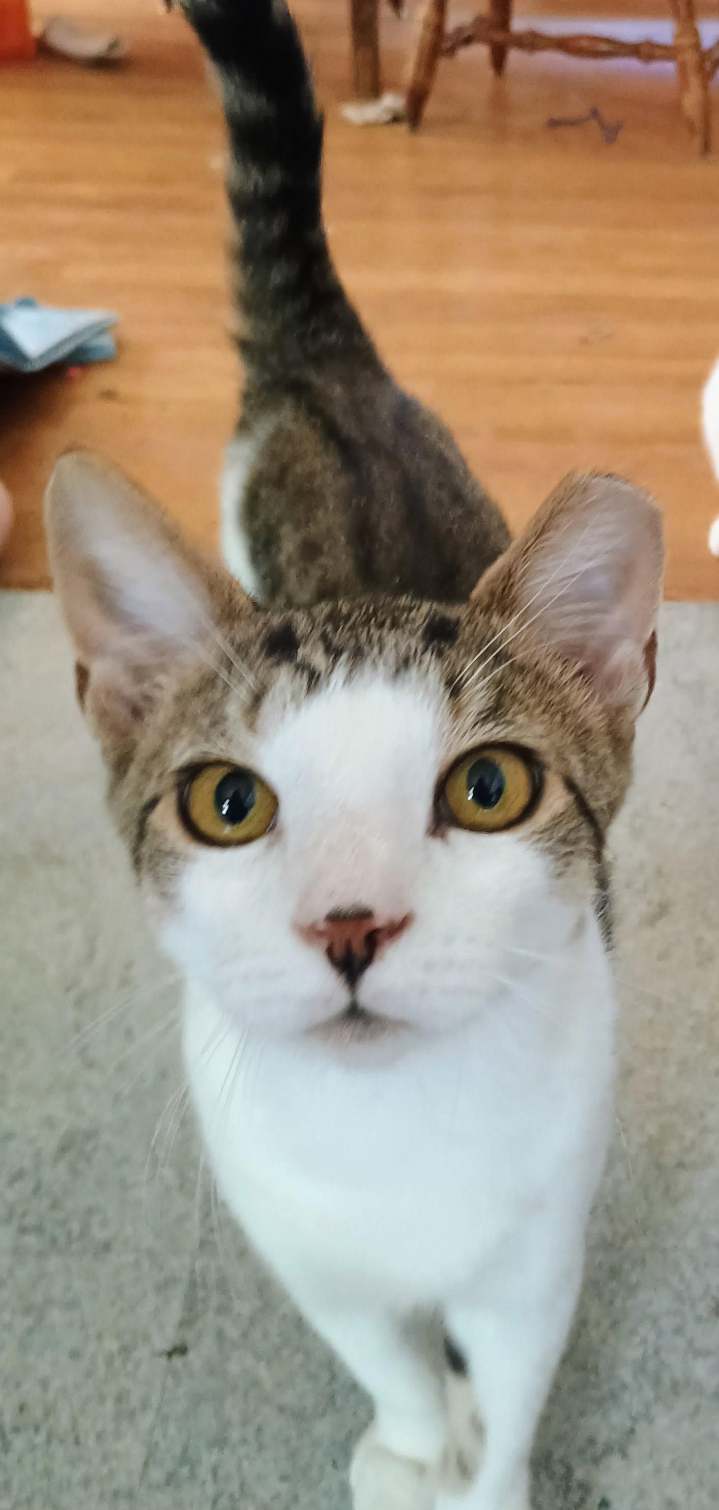 Enlarge Ernie, a Adopted Domestic Short Hair in Binghamton, NY image 2/4