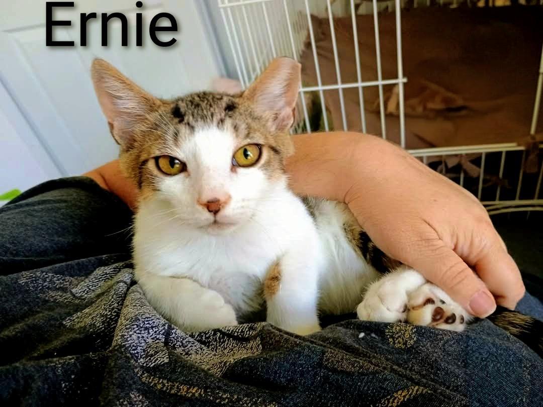 Enlarge Ernie, a Adopted Domestic Short Hair in Binghamton, NY image 1/4