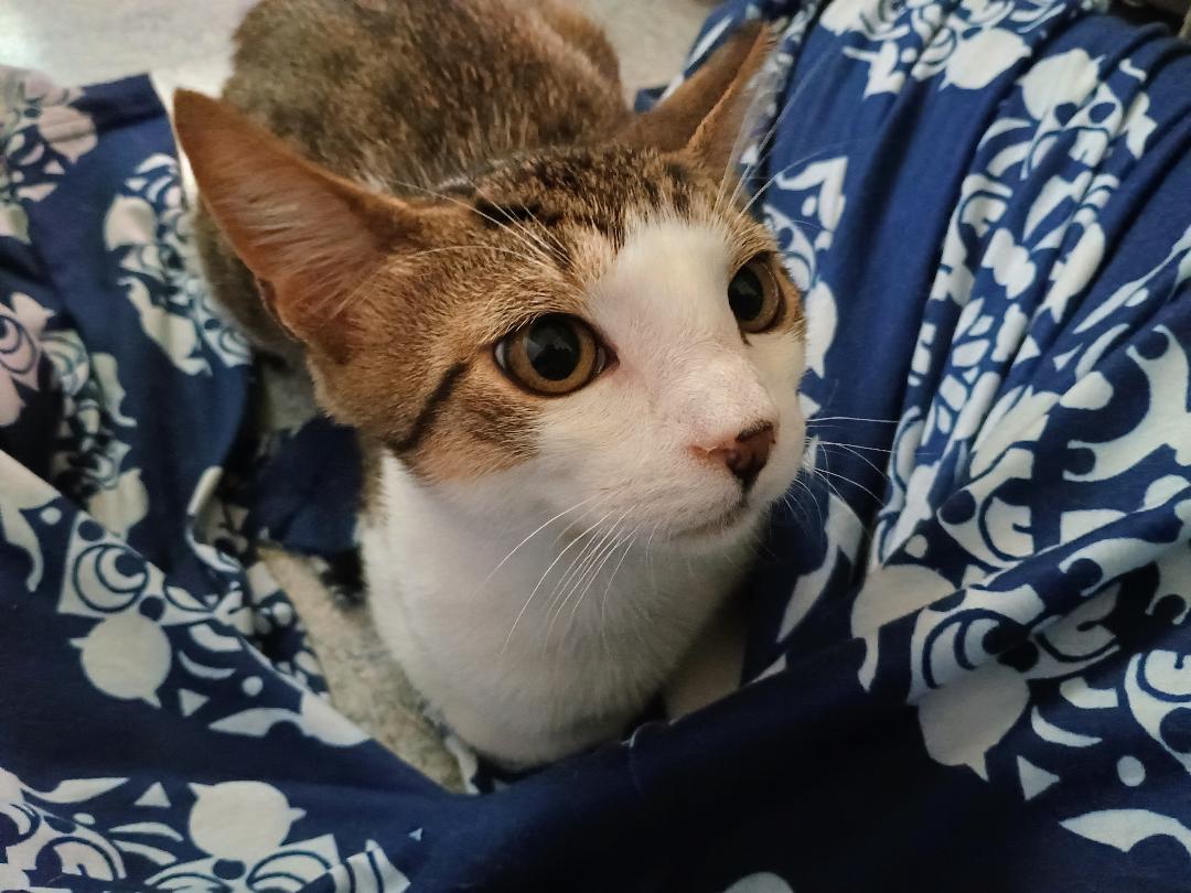 Enlarge Ernie, a Adopted Domestic Short Hair in Binghamton, NY image 4/4