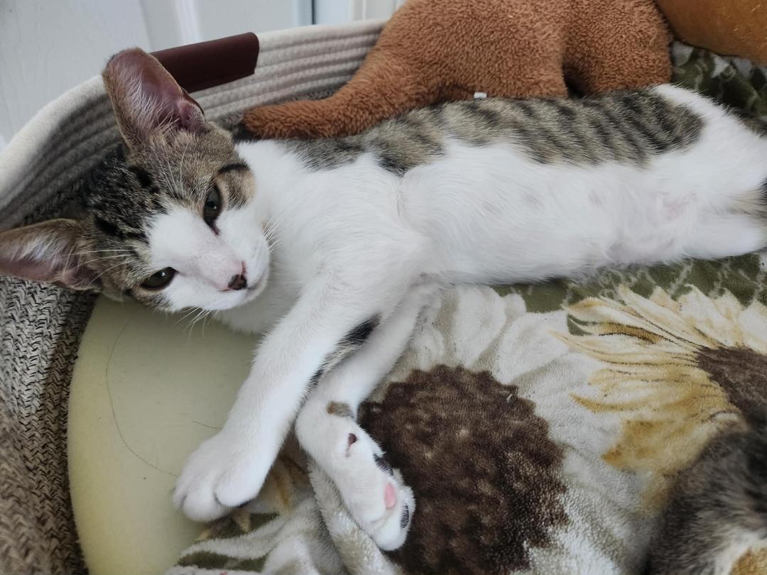 Enlarge Ernie, a Adopted Domestic Short Hair in Binghamton, NY image 3/4
