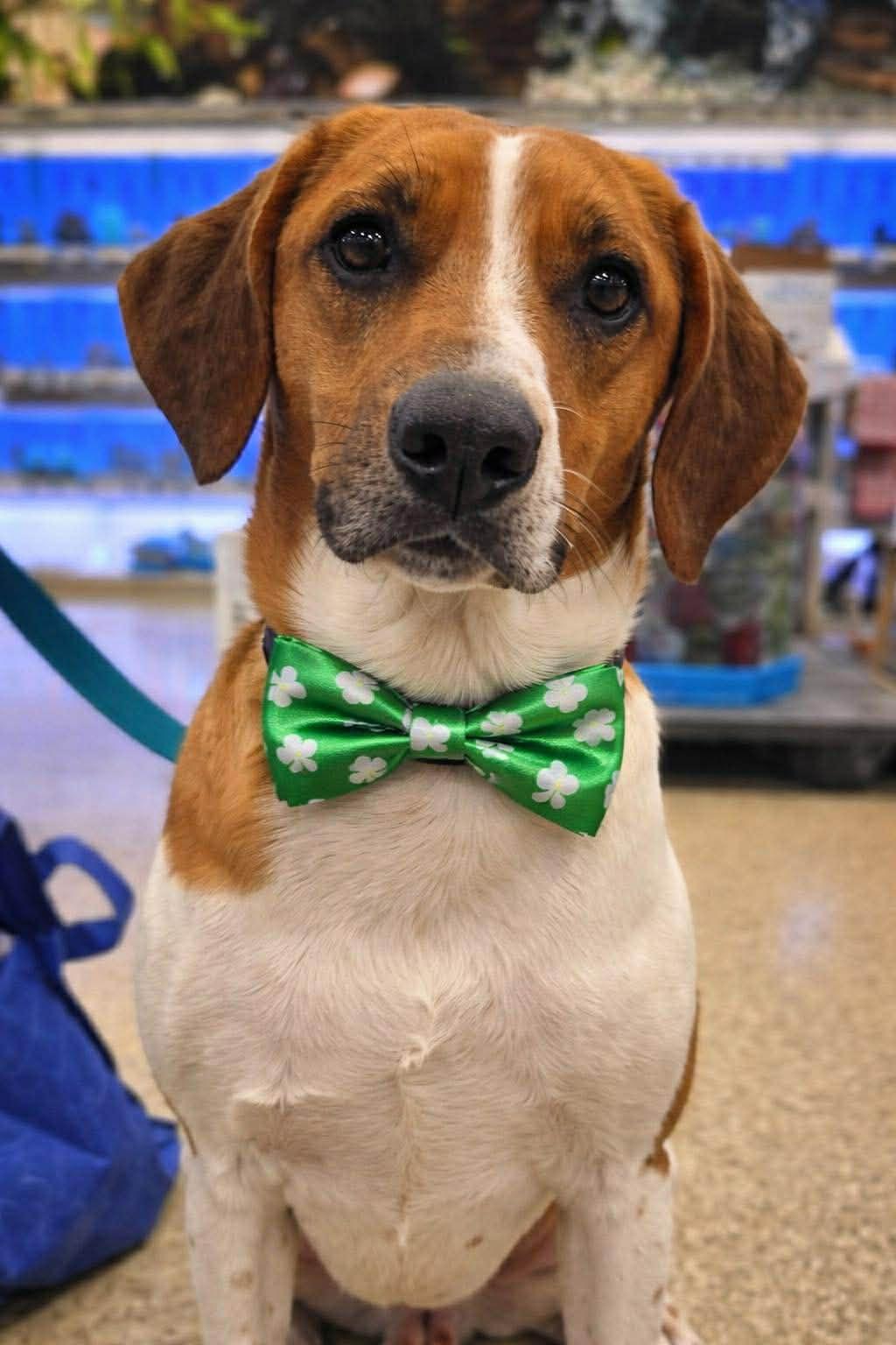 Kryptonite, Adoptable, Adult Male Hound.