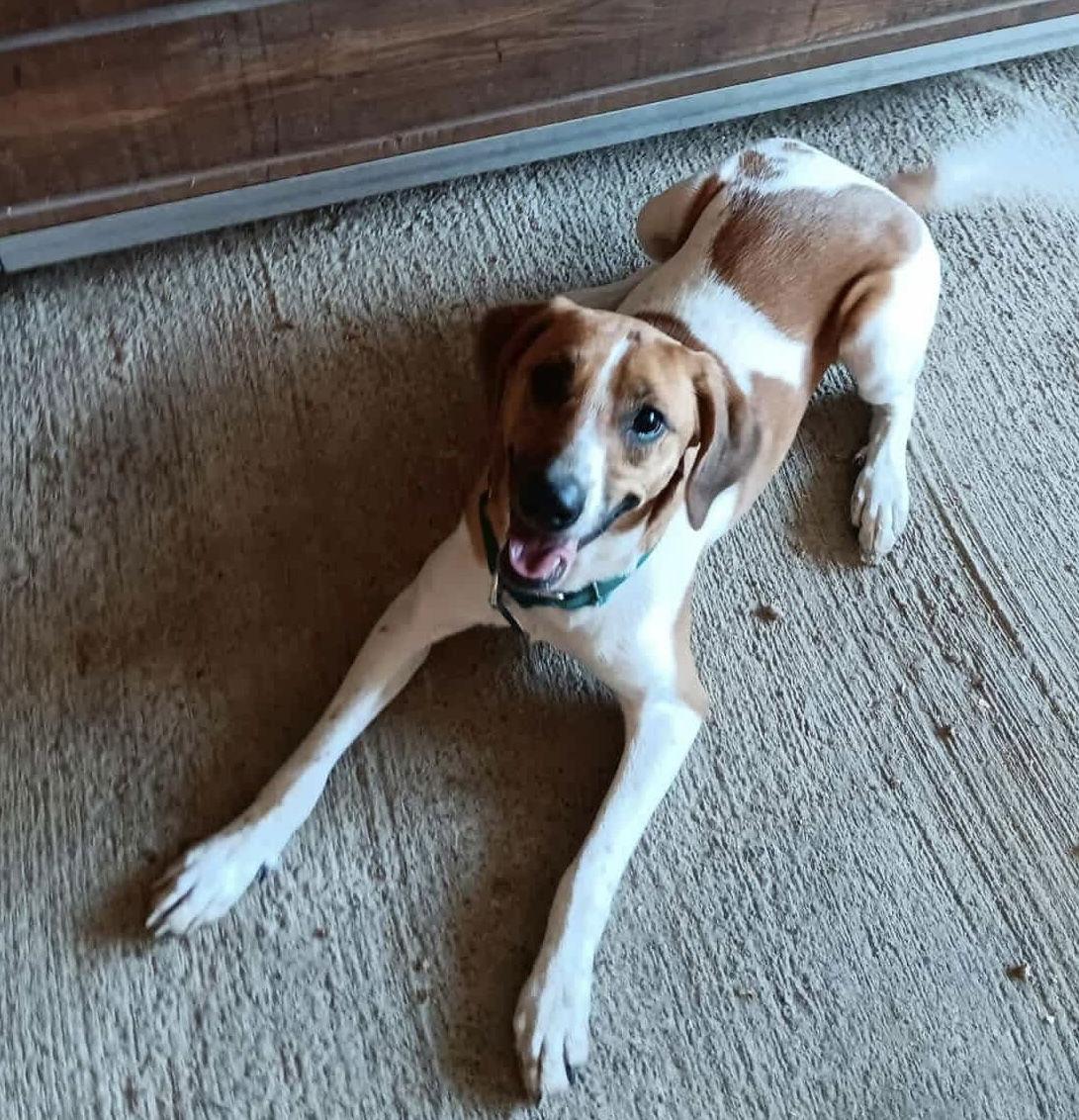 Kryptonite, Adoptable, Adult Male Hound.