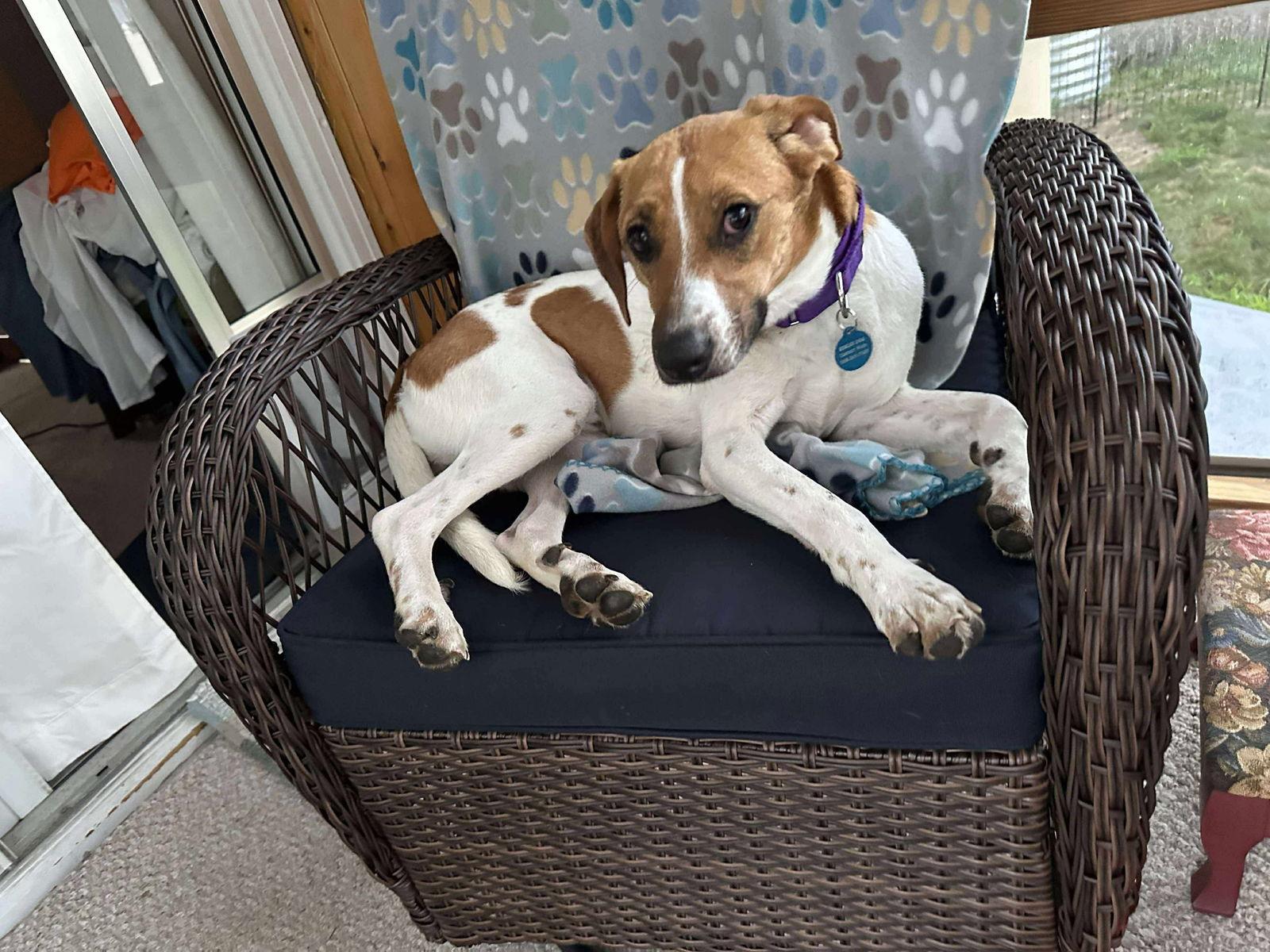 Enlarge Kryptonite, a Adoptable Hound in Pomfret Center, CT image 2/3