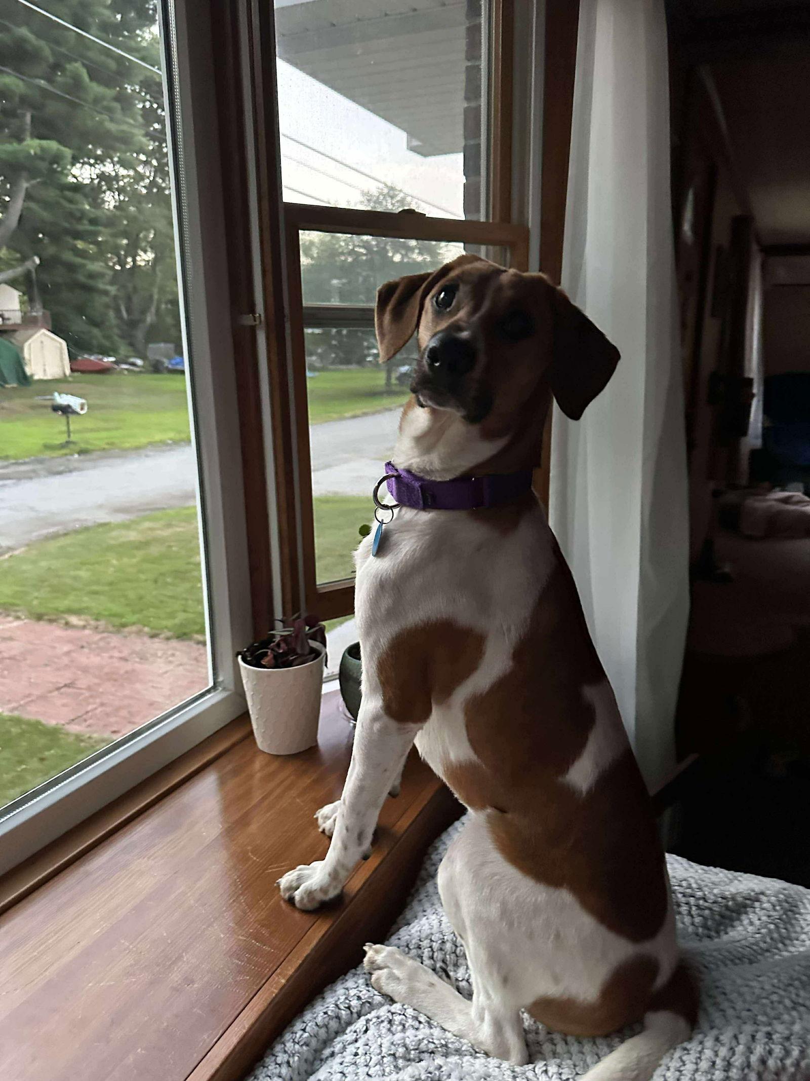 Enlarge Kryptonite, a Adoptable Hound in Pomfret Center, CT image 3/3