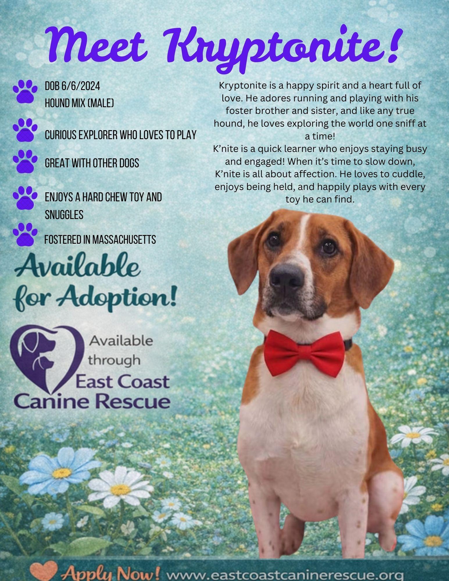 Kryptonite, a Adoptable Hound in Pomfret Center, CT image 3/3