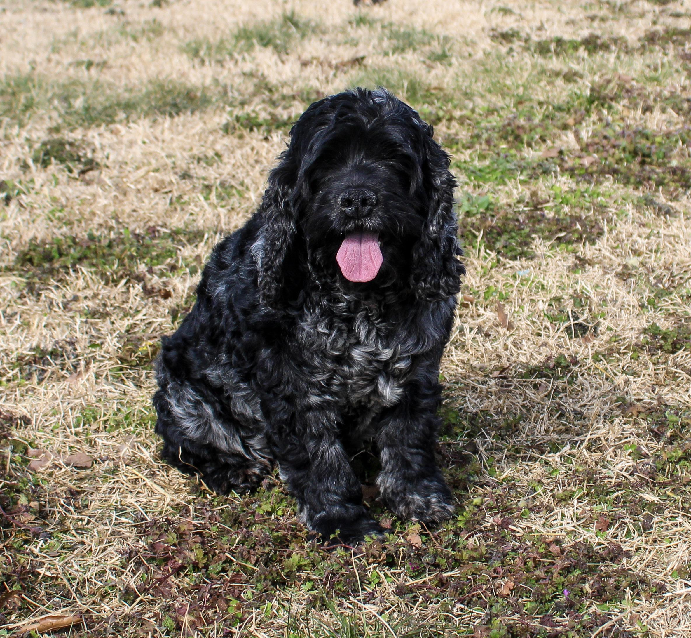 Enlarge Cookie, an adopted Cocker Spaniel in Neosho, MO image 2/2