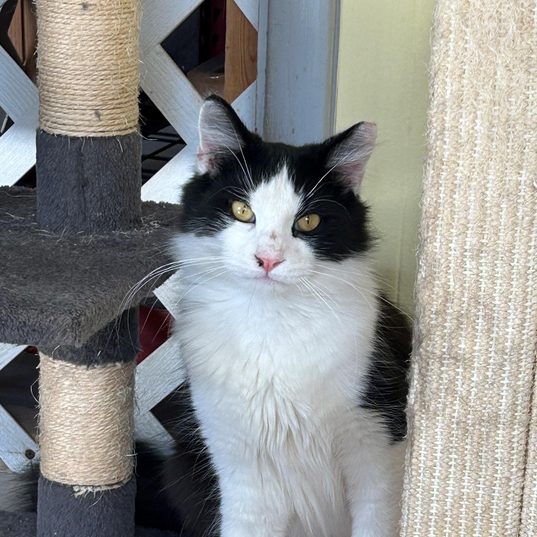 Mr. Kitty, Adoptable, Young Male Domestic Medium Hair.