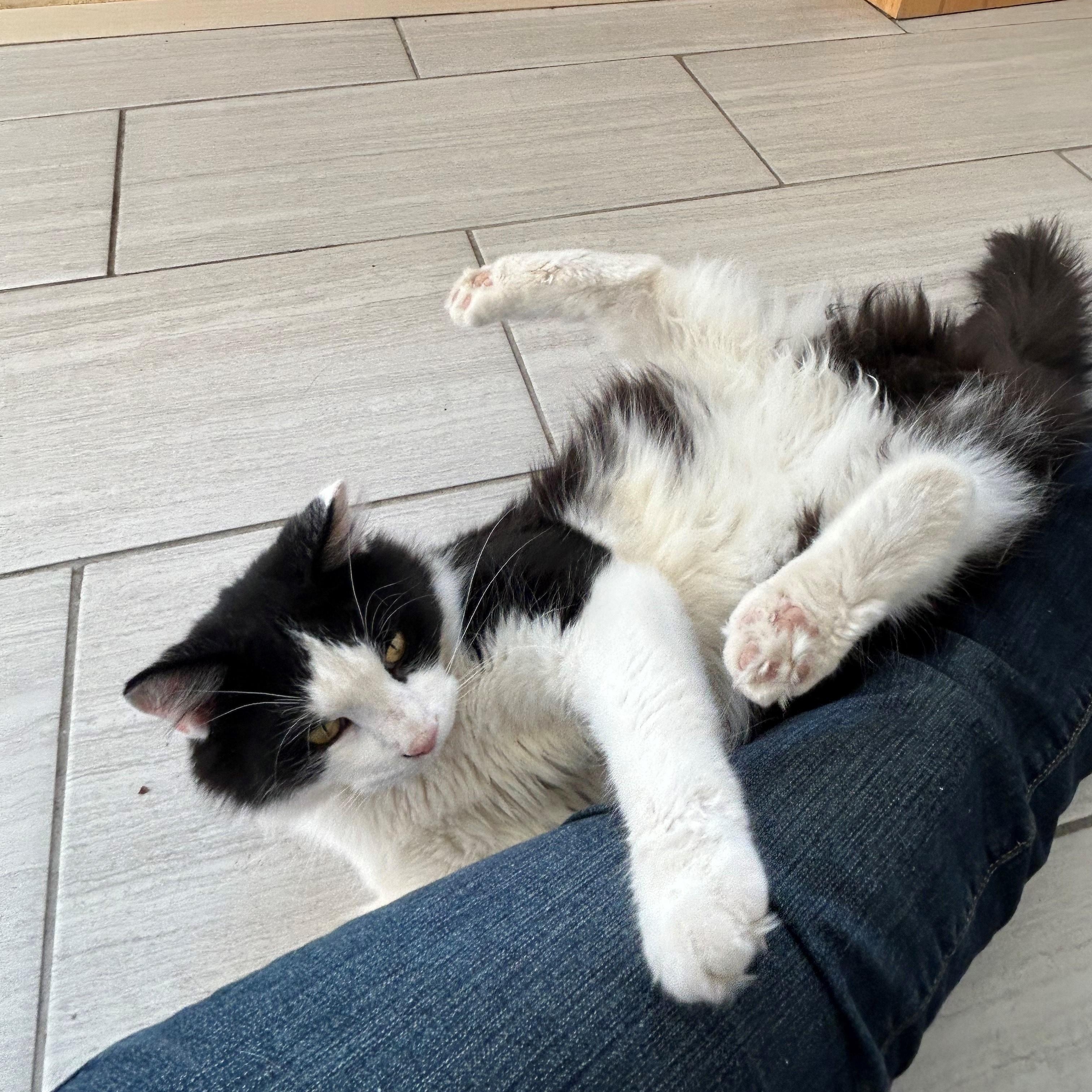 Mr. Kitty, a Adoptable Domestic Medium Hair in Mount Rainier, MD image 5/6