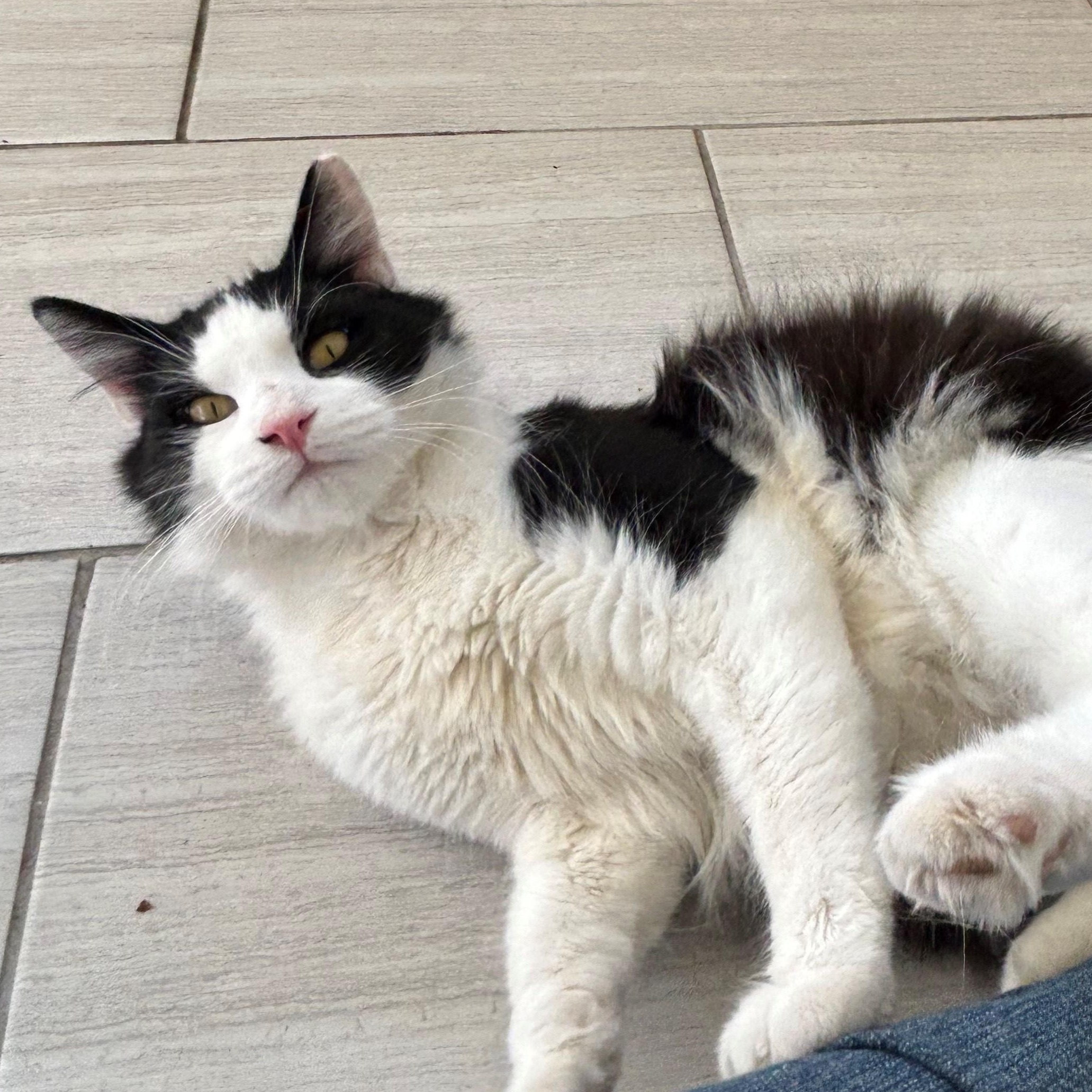 Mr. Kitty, a Adoptable Domestic Medium Hair in Mount Rainier, MD image 6/6