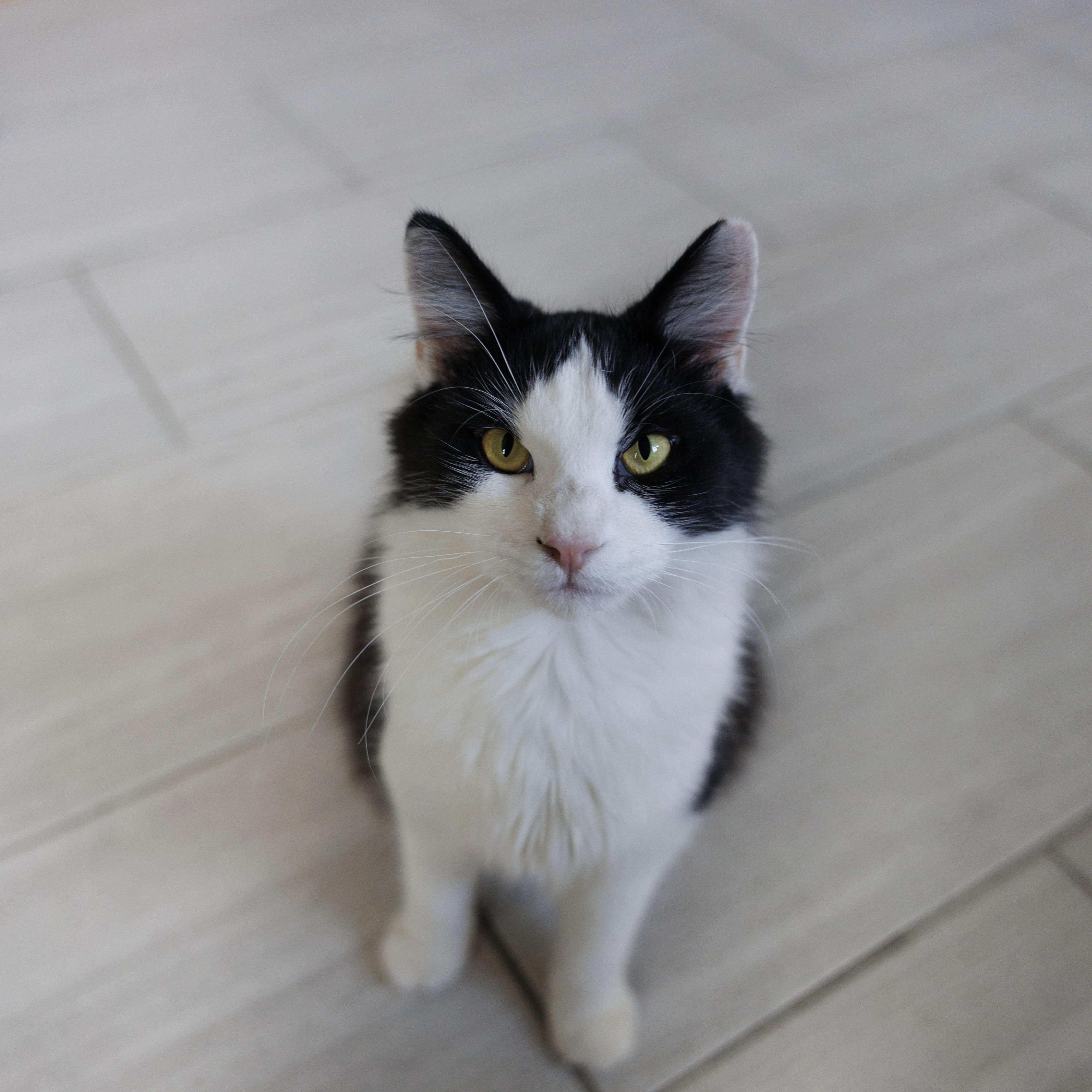 Mr. Kitty, a Adoptable Domestic Medium Hair in Mount Rainier, MD image 4/6