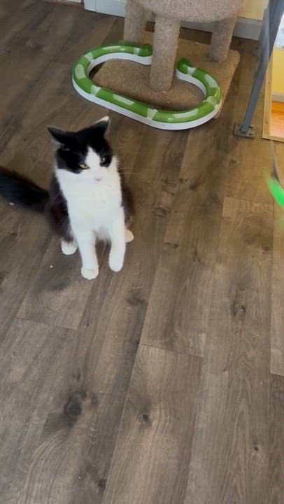 Enlarge Mr. Kitty, a Adoptable Domestic Medium Hair in Mount Rainier, MD video 2/6