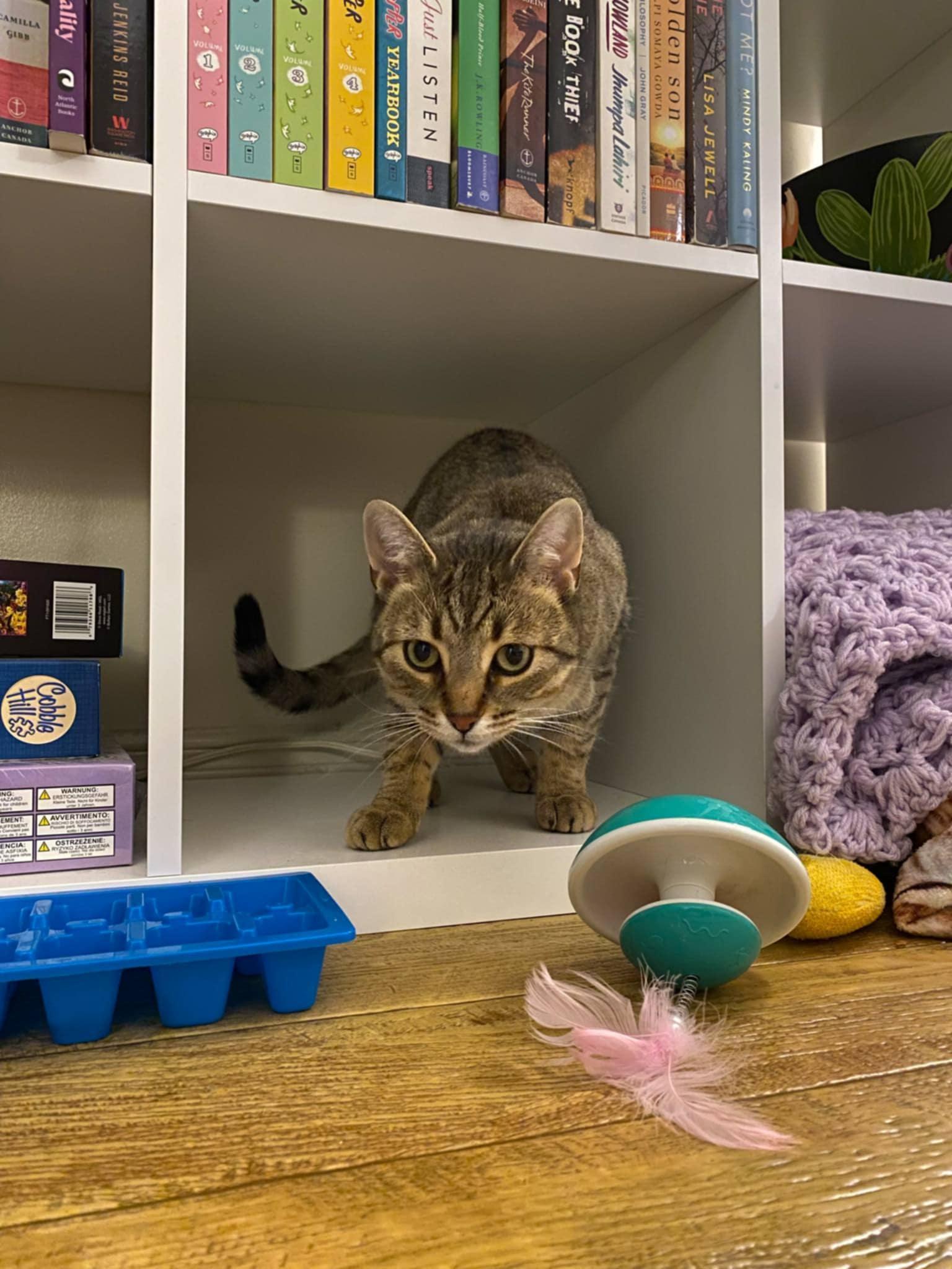 Dixie, a Adoptable Domestic Short Hair in Shakespeare, ON image 3/6