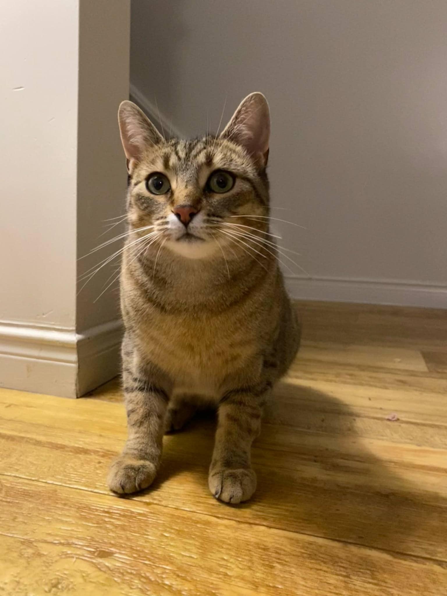 Dixie, a Adoptable Domestic Short Hair in Shakespeare, ON image 1/6