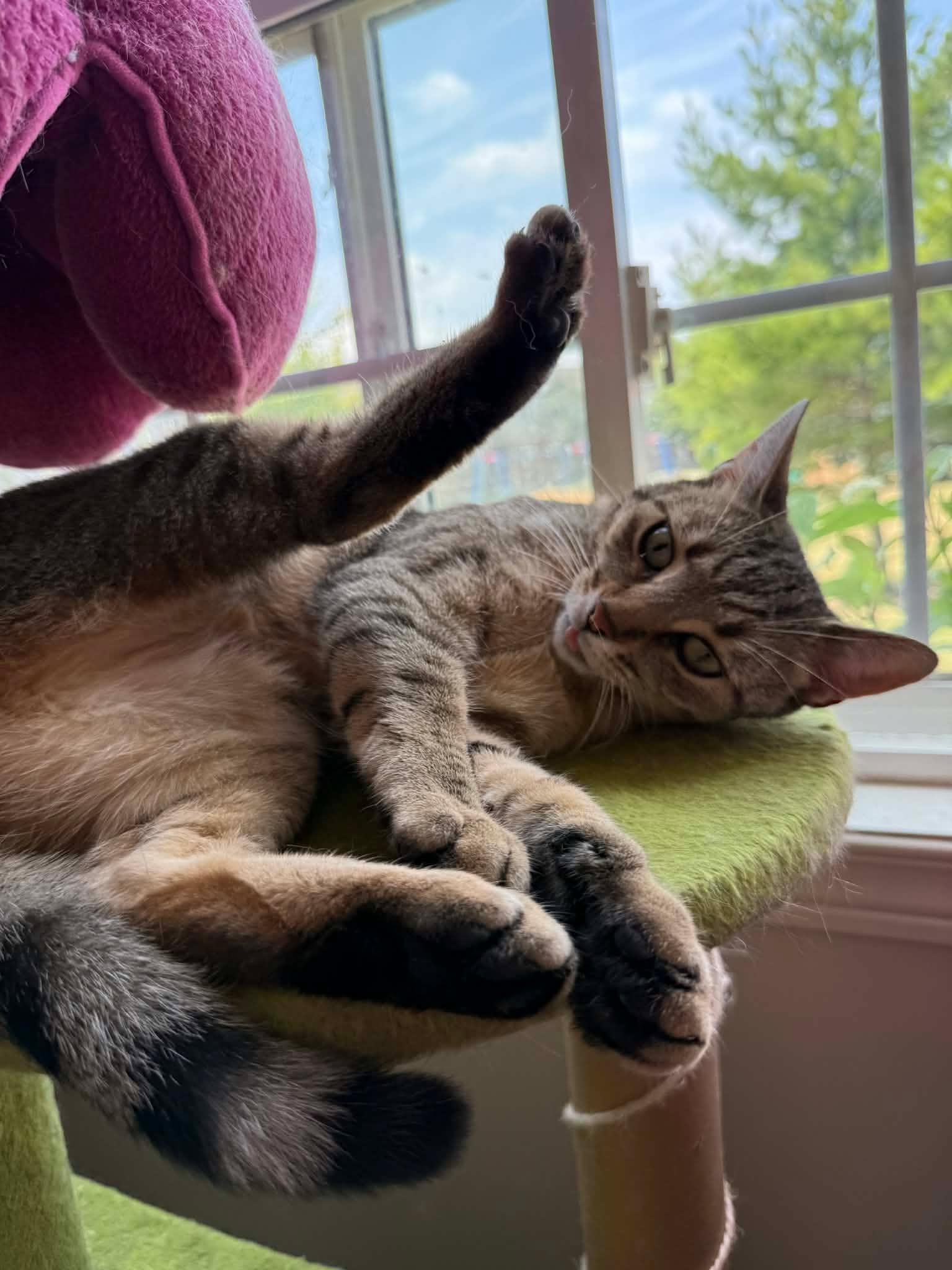 Dixie, Adoptable, Adult Female Domestic Short Hair.