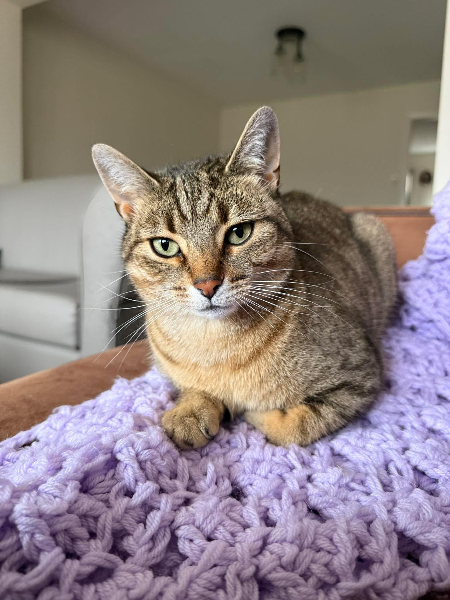 Enlarge Dixie, a Adoptable Domestic Short Hair in Shakespeare, ON image 2/6