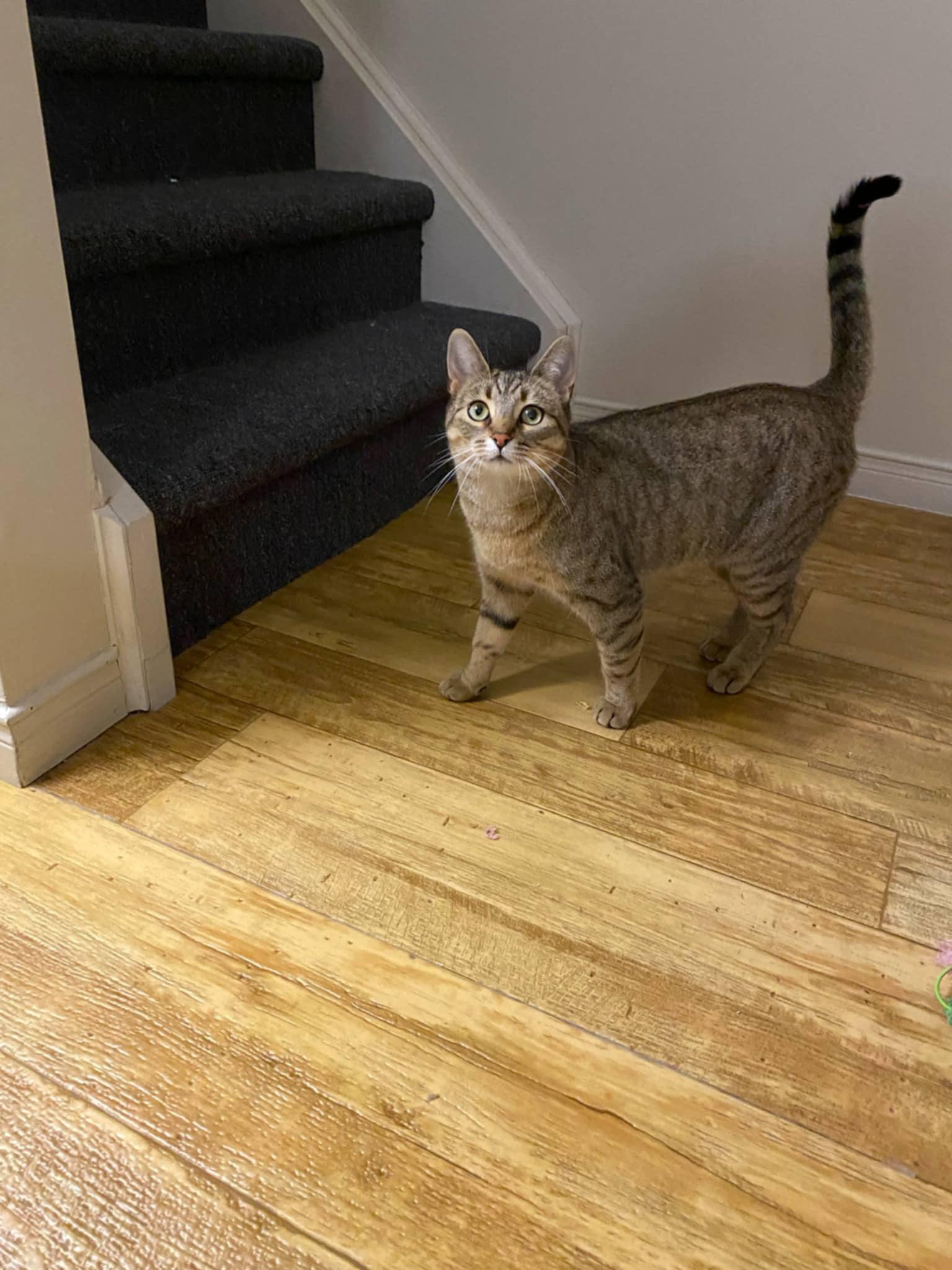 Dixie, a Adoptable Domestic Short Hair in Shakespeare, ON image 5/6