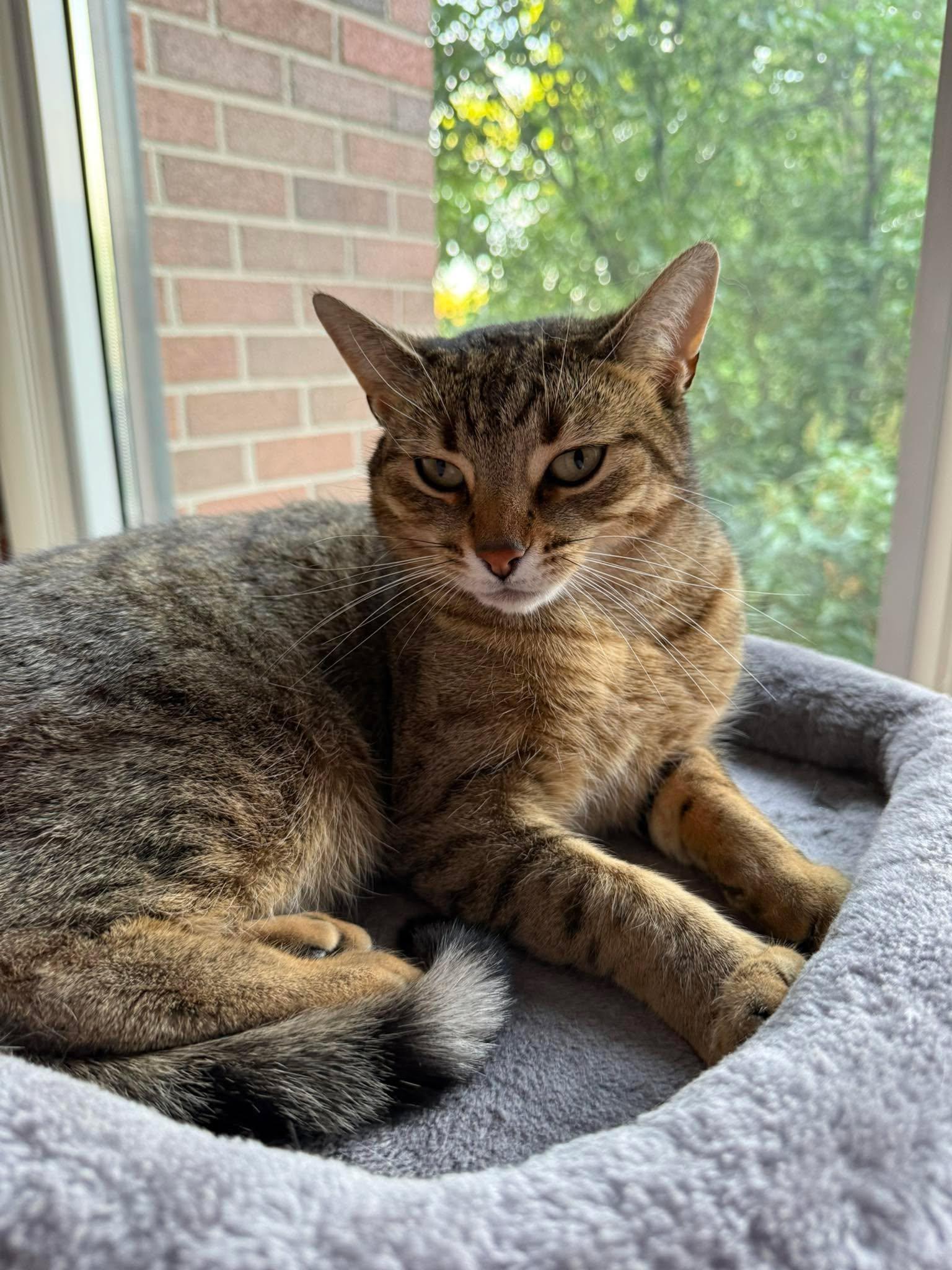 Enlarge Dixie, a Adoptable Domestic Short Hair in Shakespeare, ON image 3/6