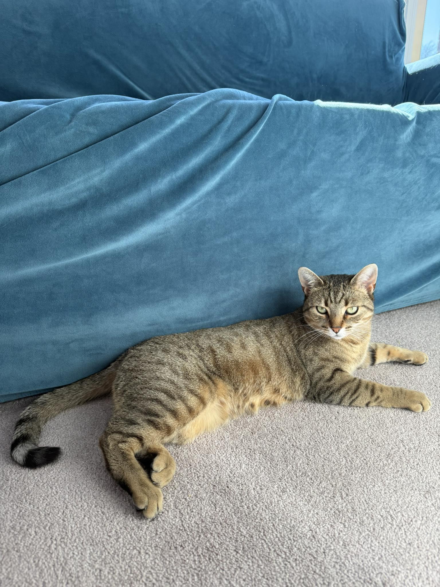 Dixie, Adoptable, Adult Female Domestic Short Hair.