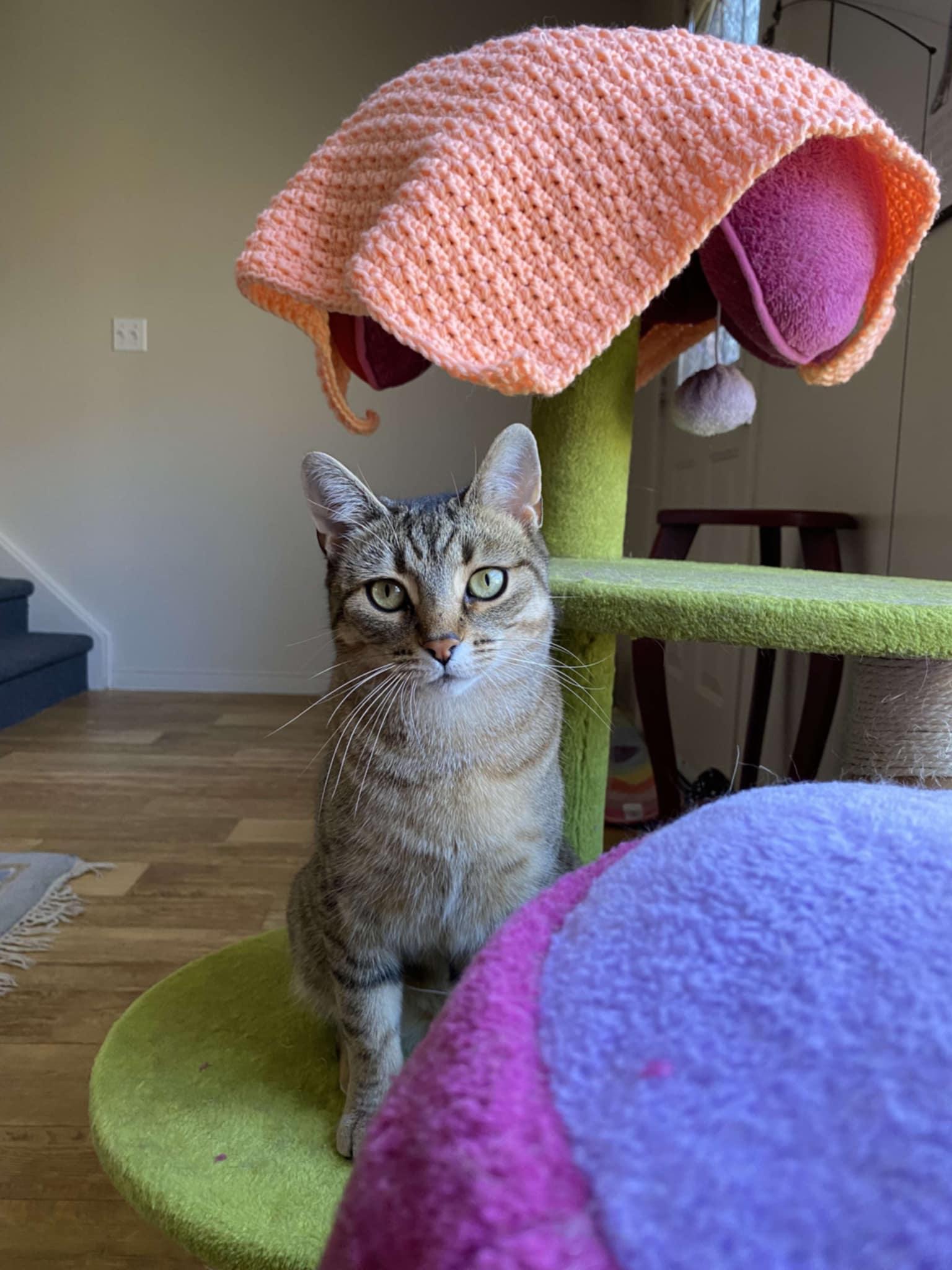 Dixie, a Adoptable Domestic Short Hair in Shakespeare, ON image 4/6