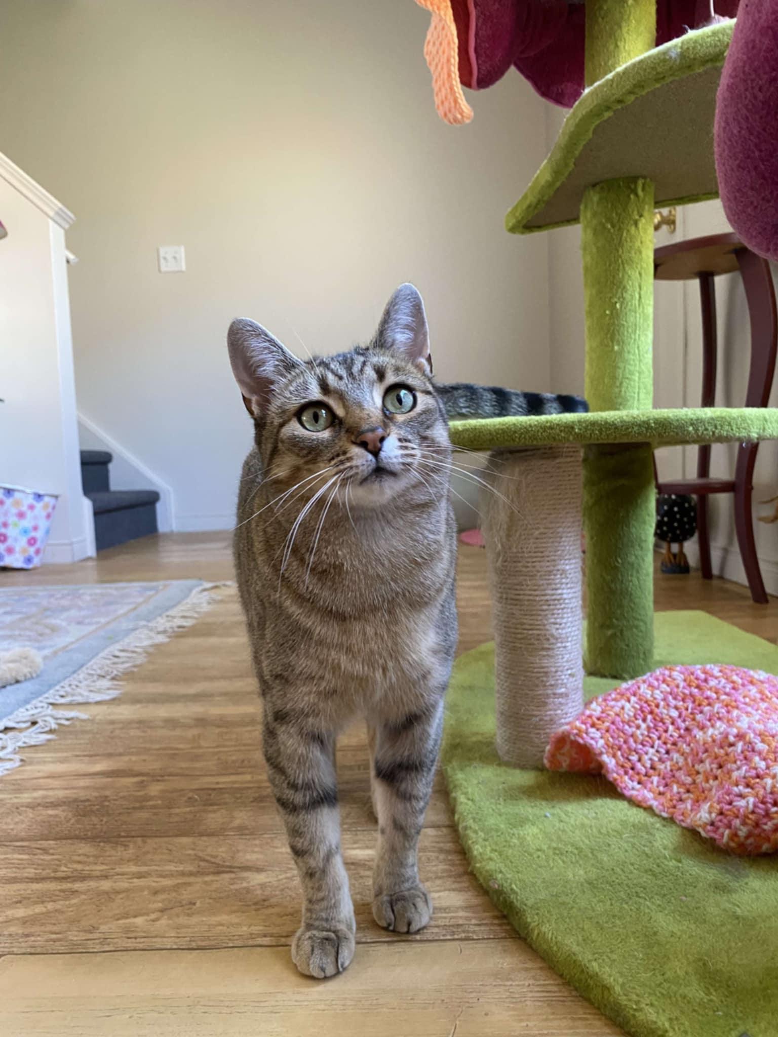 Dixie, a Adoptable Domestic Short Hair in Shakespeare, ON image 2/6