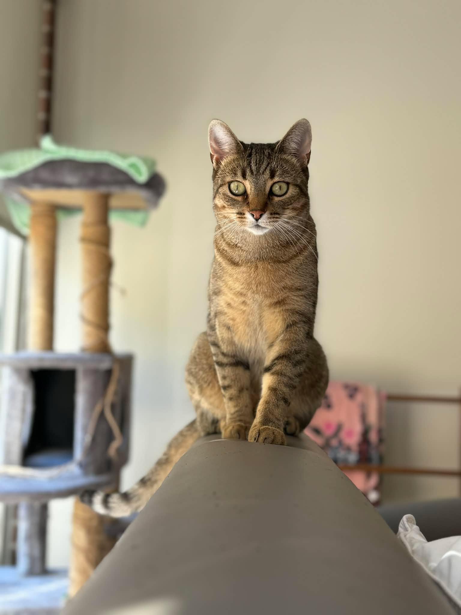 Enlarge Dixie, a Adoptable Domestic Short Hair in Shakespeare, ON image 3/6