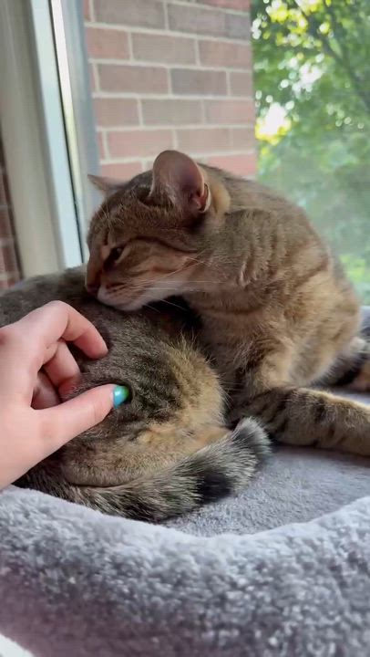 Enlarge Dixie, a Adoptable Domestic Short Hair in Shakespeare, ON video 4/6
