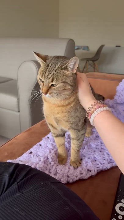 Enlarge Dixie, a Adoptable Domestic Short Hair in Shakespeare, ON video 5/6